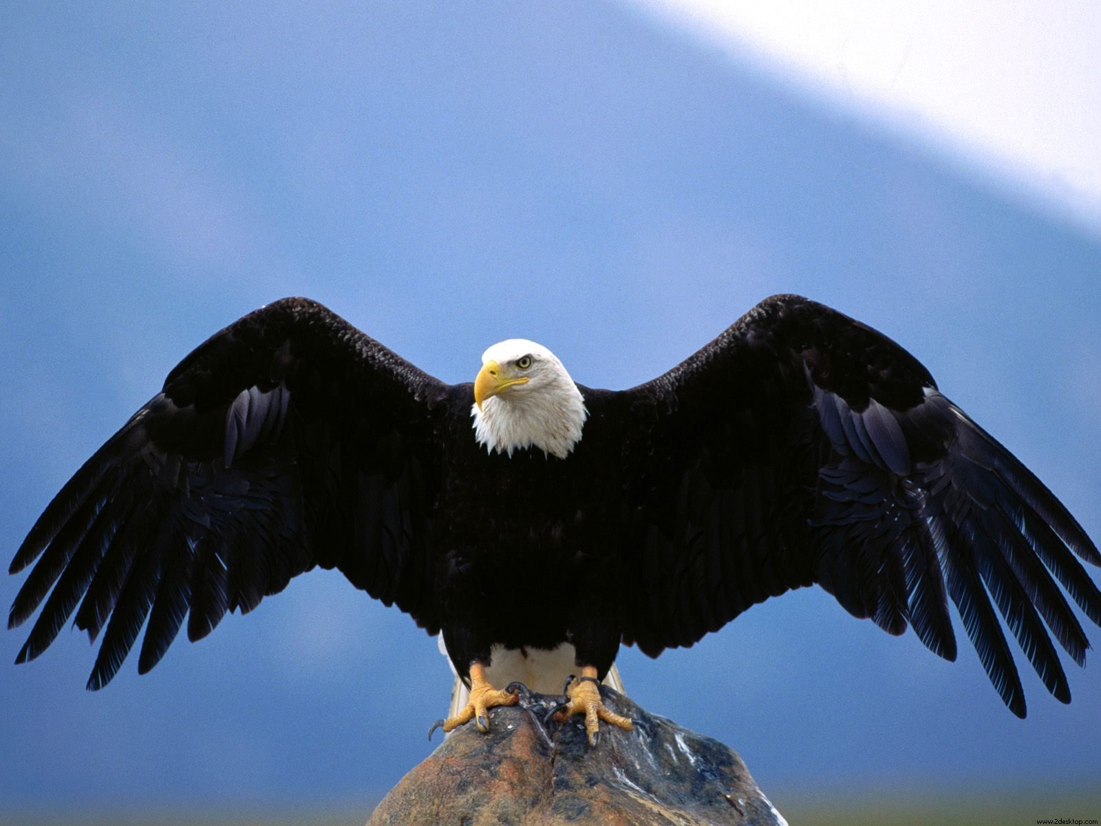 Mobile Desktop Background Eagle Flying Pics Download