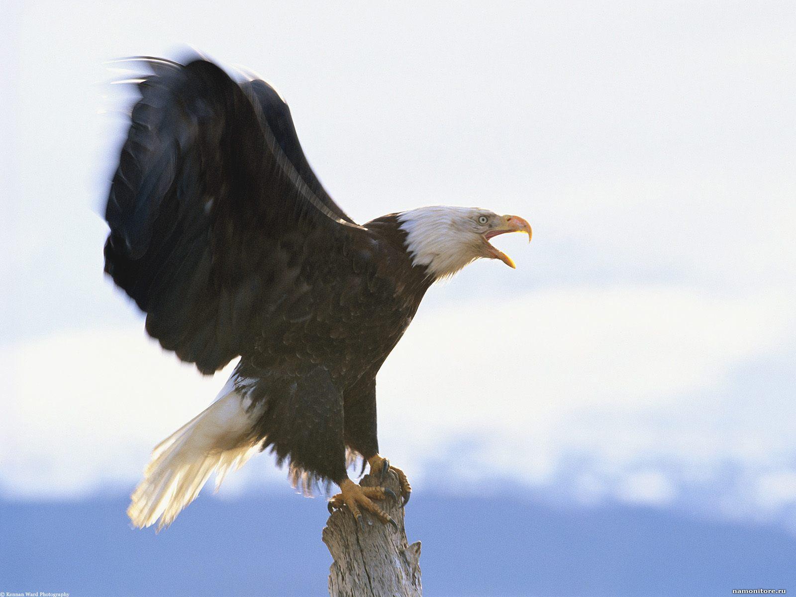 Mobile Desktop Background Eagles Birds Photo