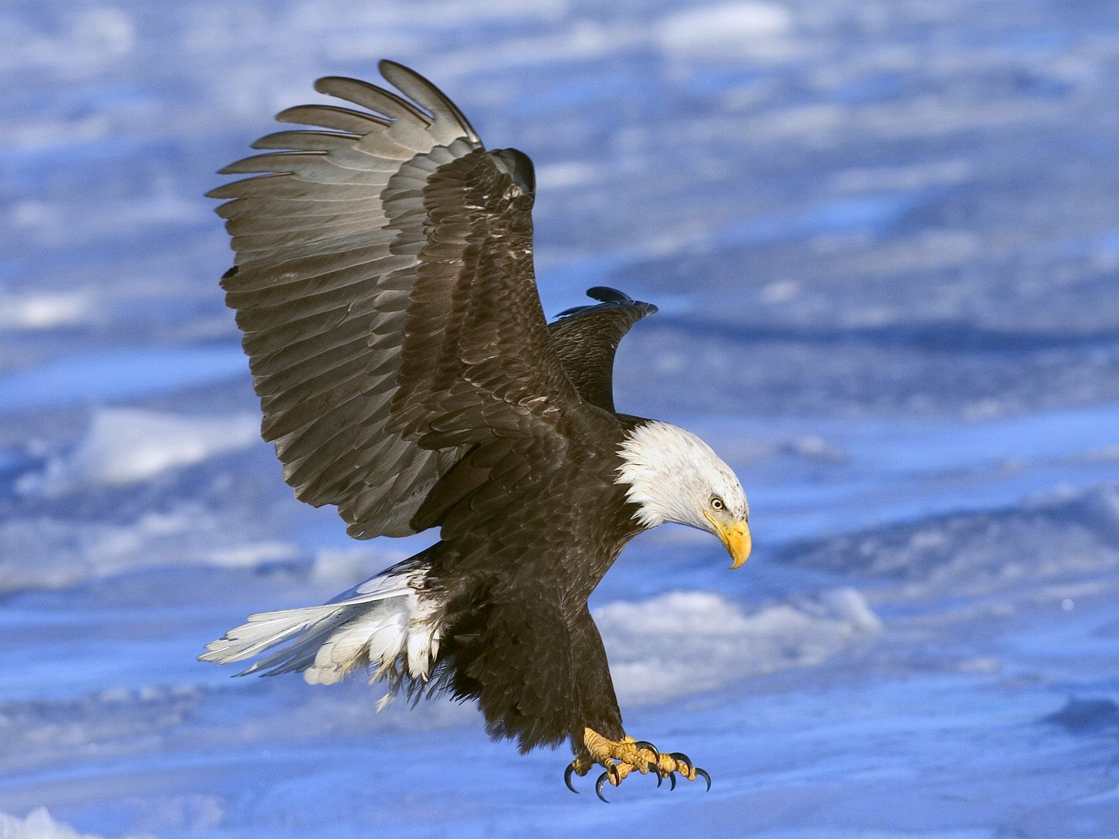 Mobile Desktop Background Eagles Flying Pictures