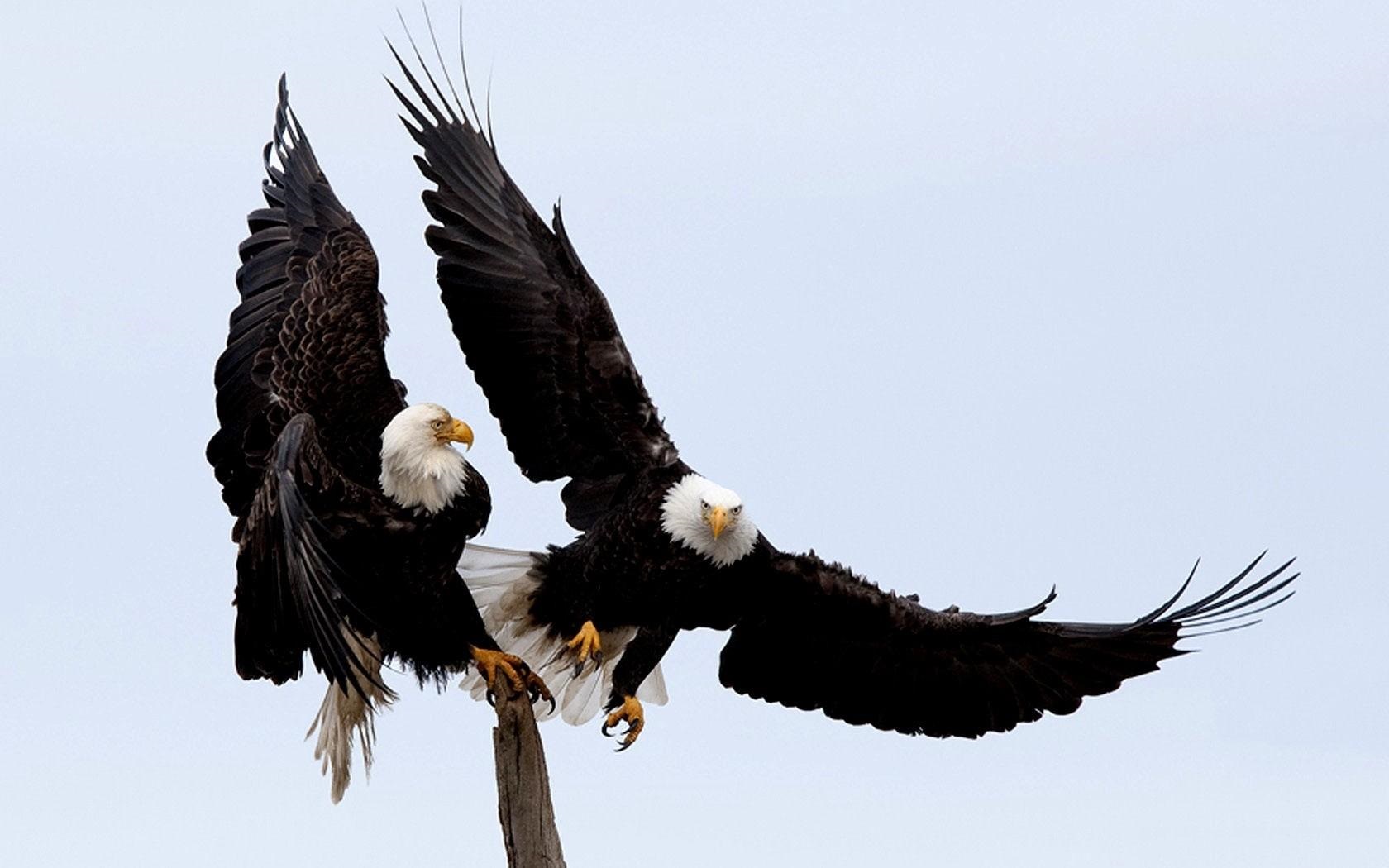 Mobile Desktop Background Eagles Pics Birds