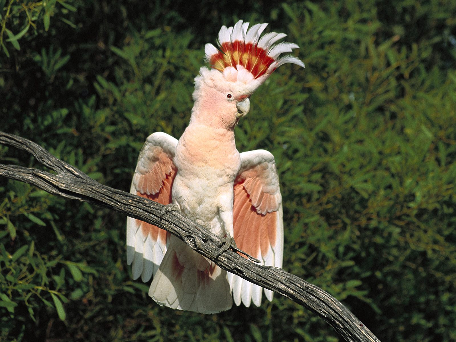 mobile desktop background exotic birds pics