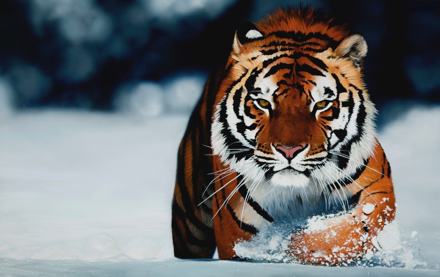 mobile desktop background eye of the tiger pictures download