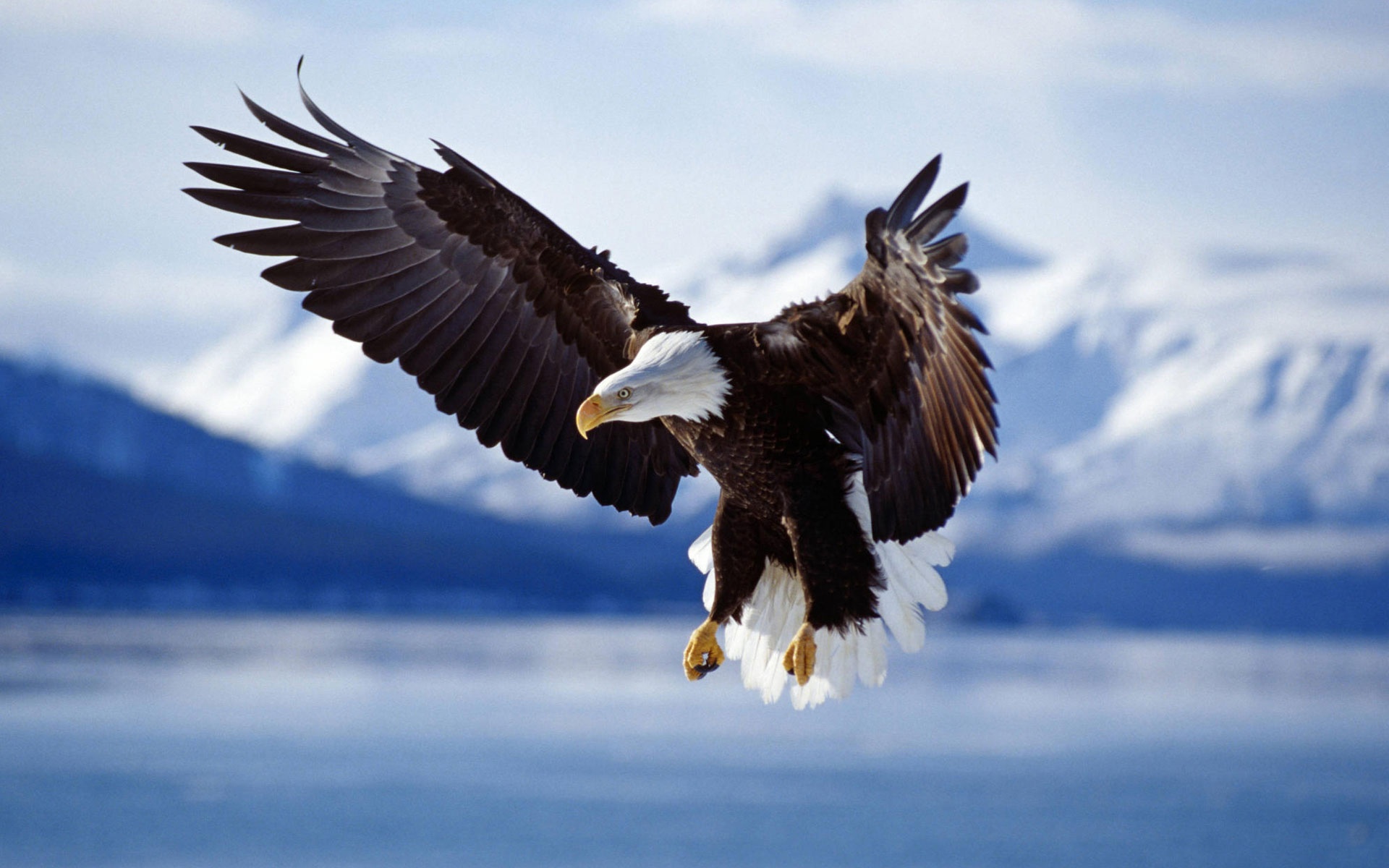 Mobile Desktop Background Flying Bald Eagle Pictures