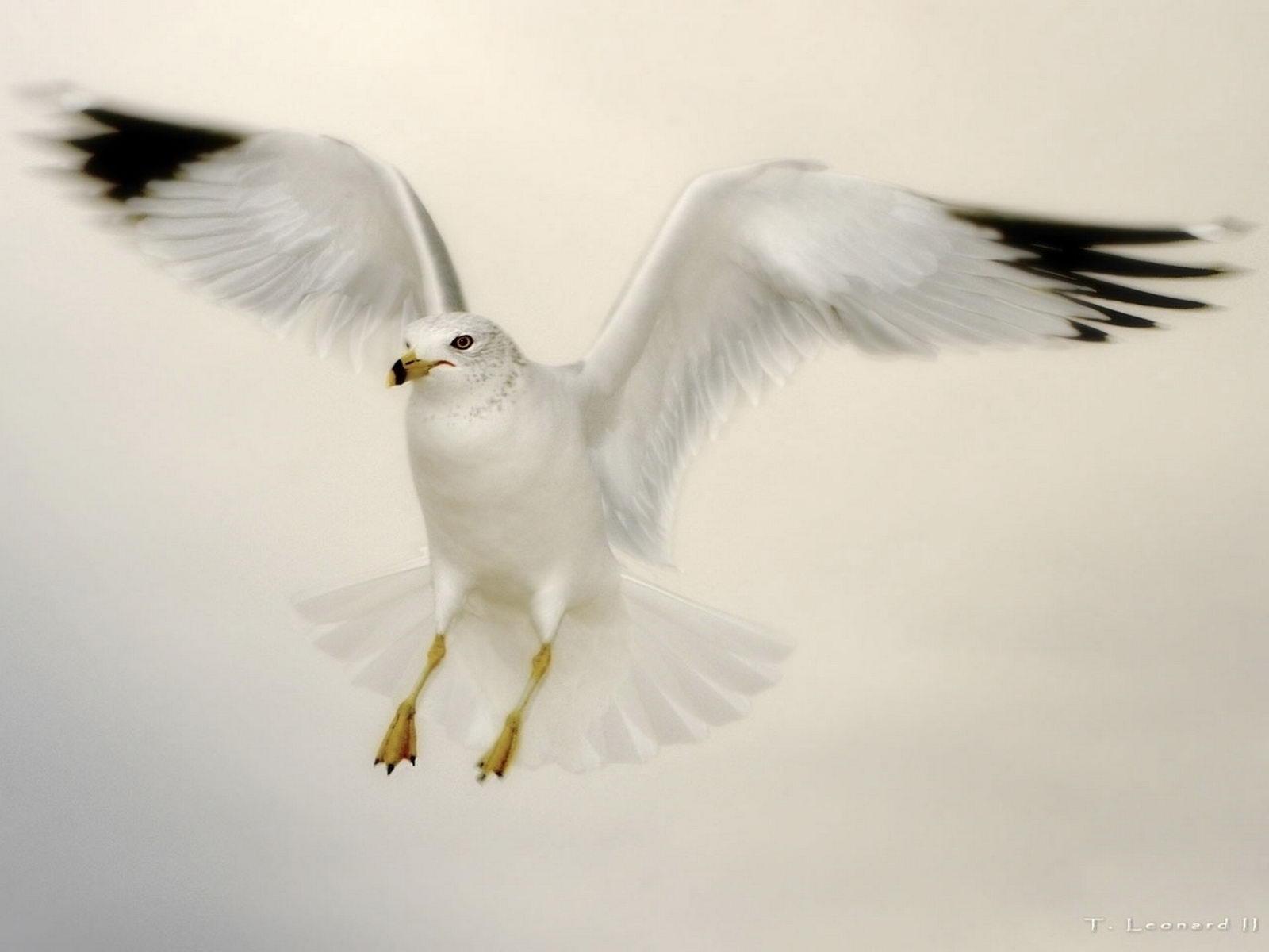 Mobile Desktop Background Flying Birds Pics Wallpapers Download