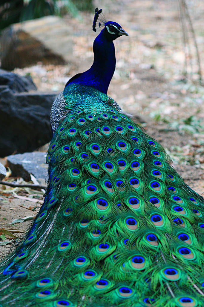 Mobile Desktop Background Free Beautiful Hd Colorful Peacock Images