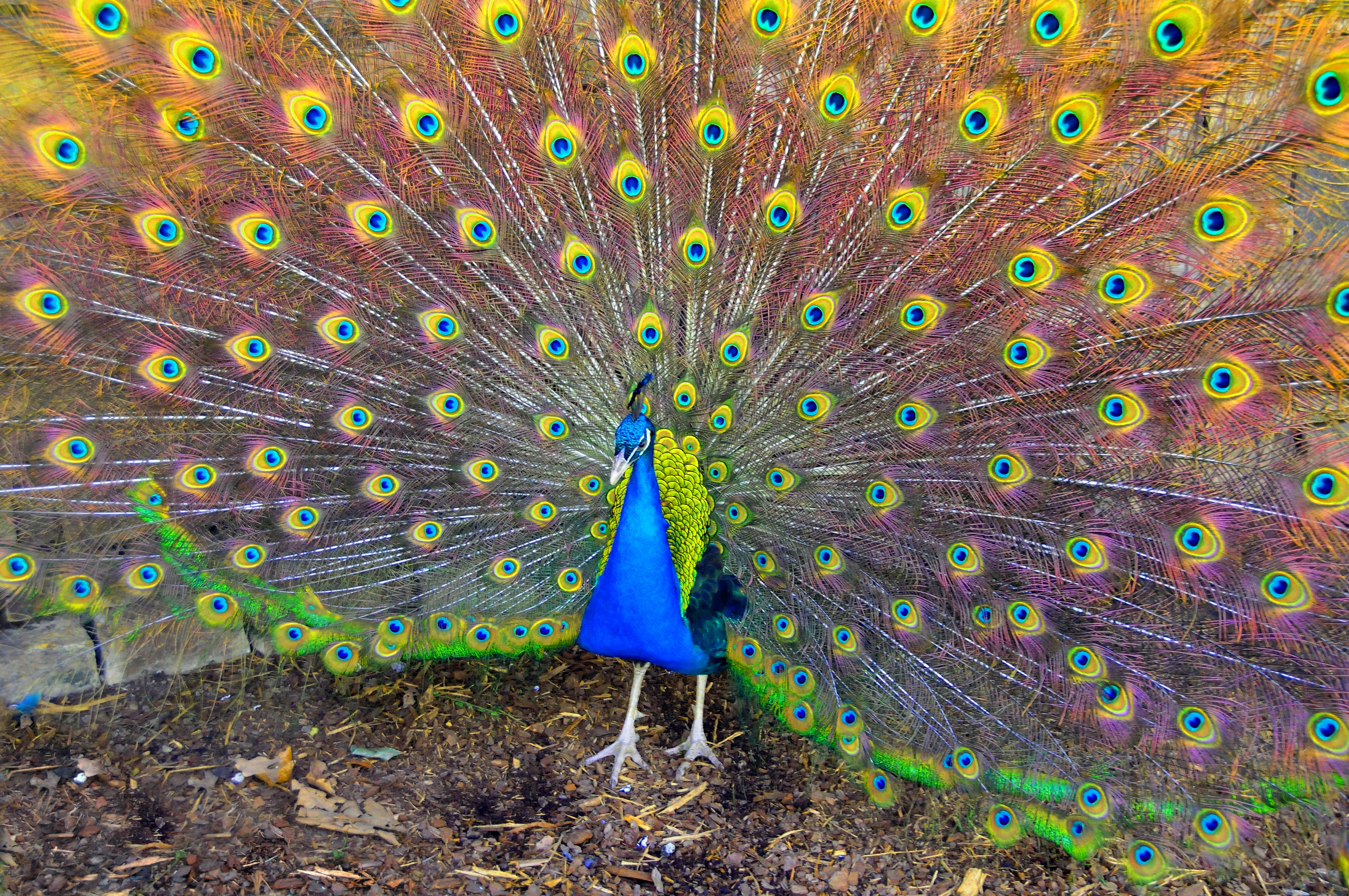 mobile desktop background free beautiful hd colorful peacock wallpapers