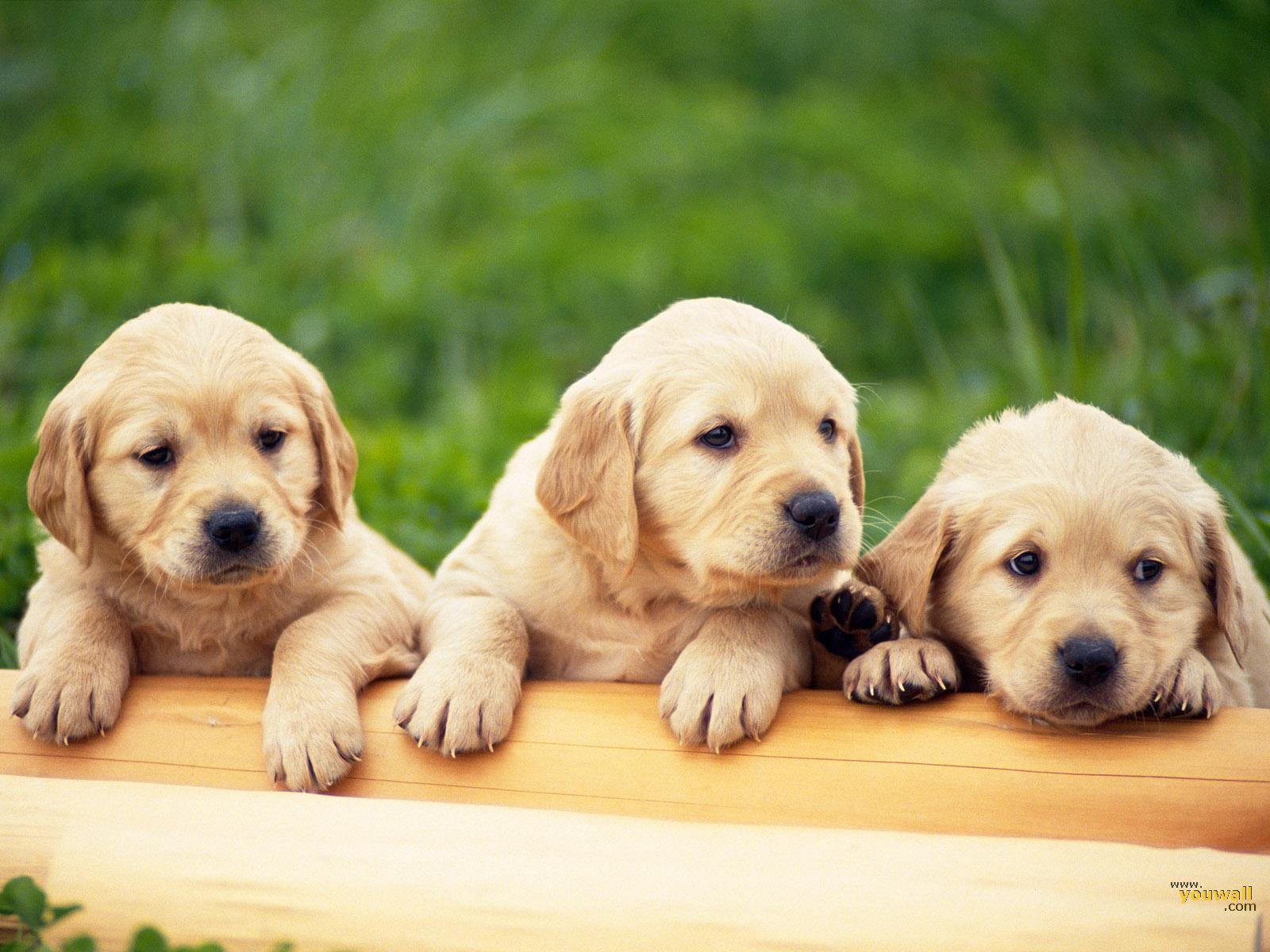 mobile desktop background free cute dog pictures download