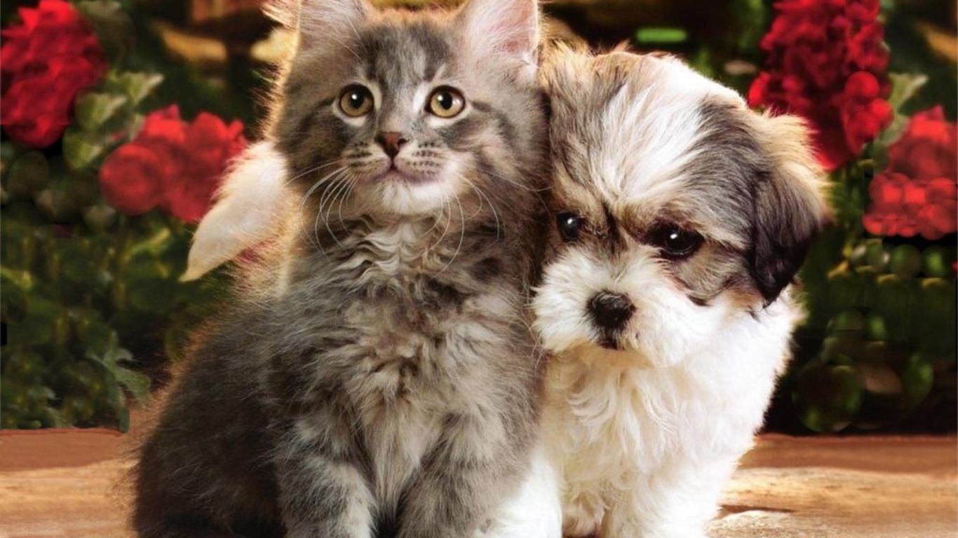 Mobile Desktop Background Free Images Of Cats And Dogs Download