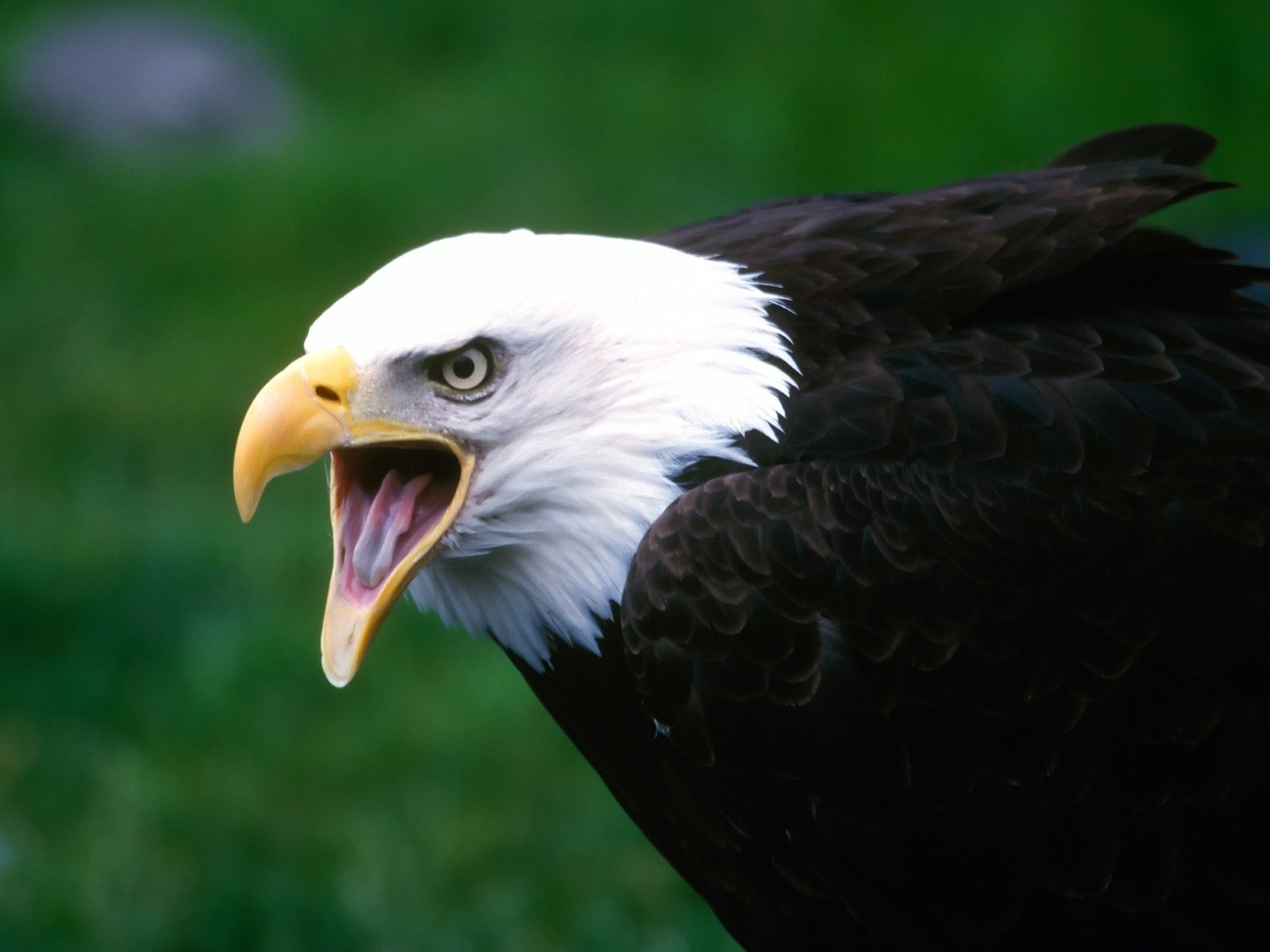 Mobile Desktop Background Free Images Of Eagles