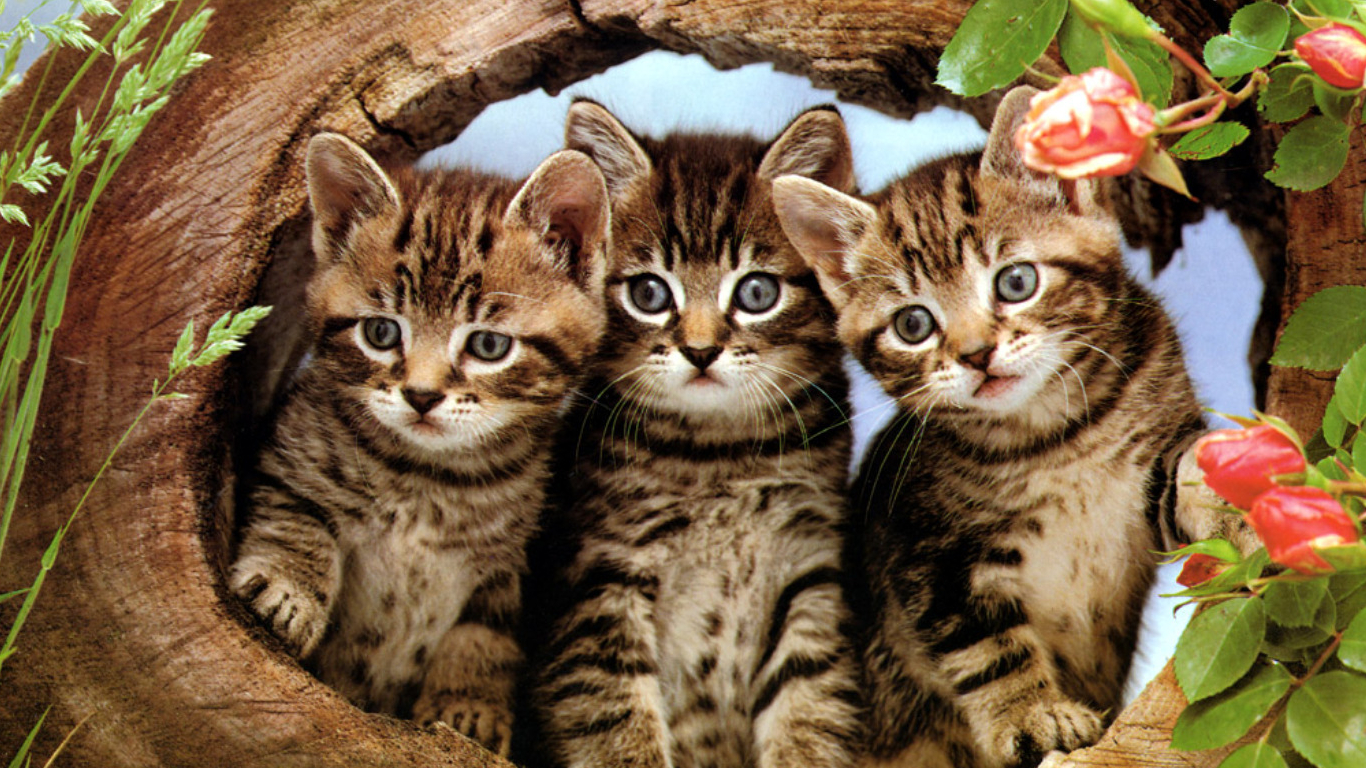 Mobile Desktop Background Free Images Of Kittens And Cats Download