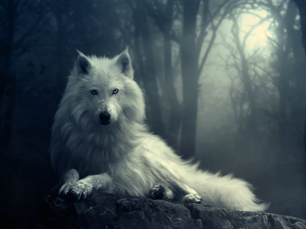 Mobile Desktop Background Free Wolf Wallpaper And Screensavers Download