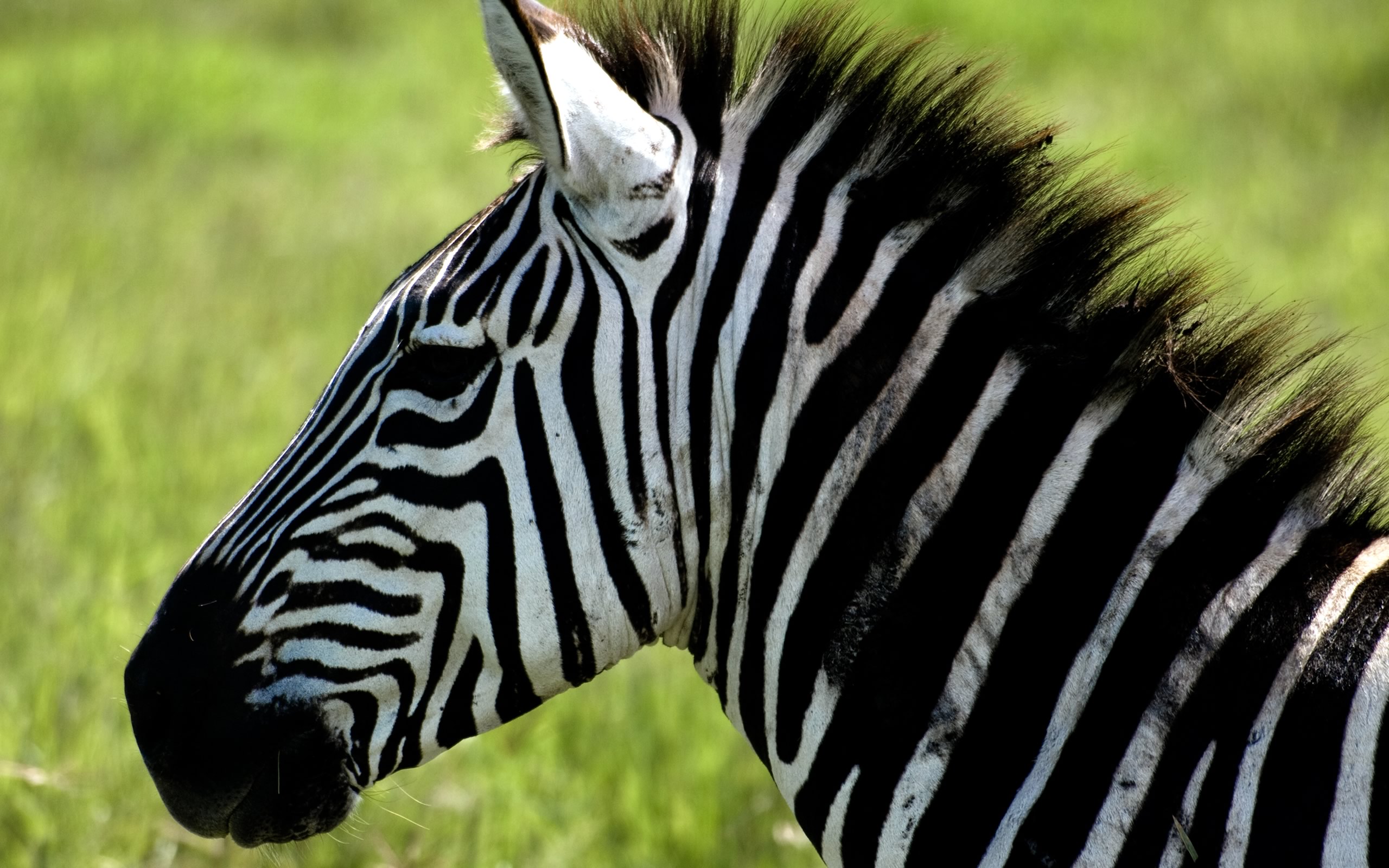 mobile desktop background free zebra pictures download