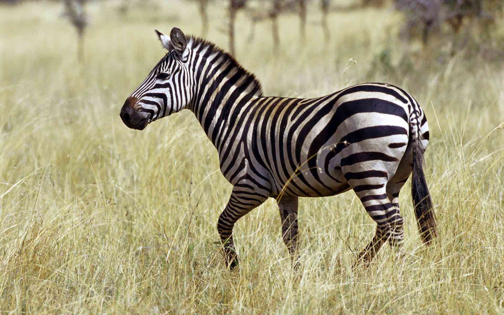 mobile desktop background free zebra s download
