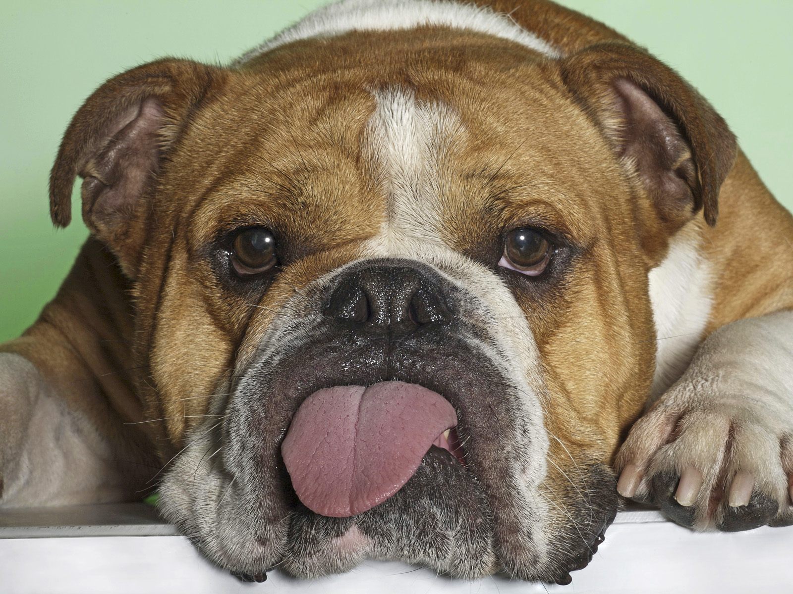 mobile desktop background funny dog poop pics download