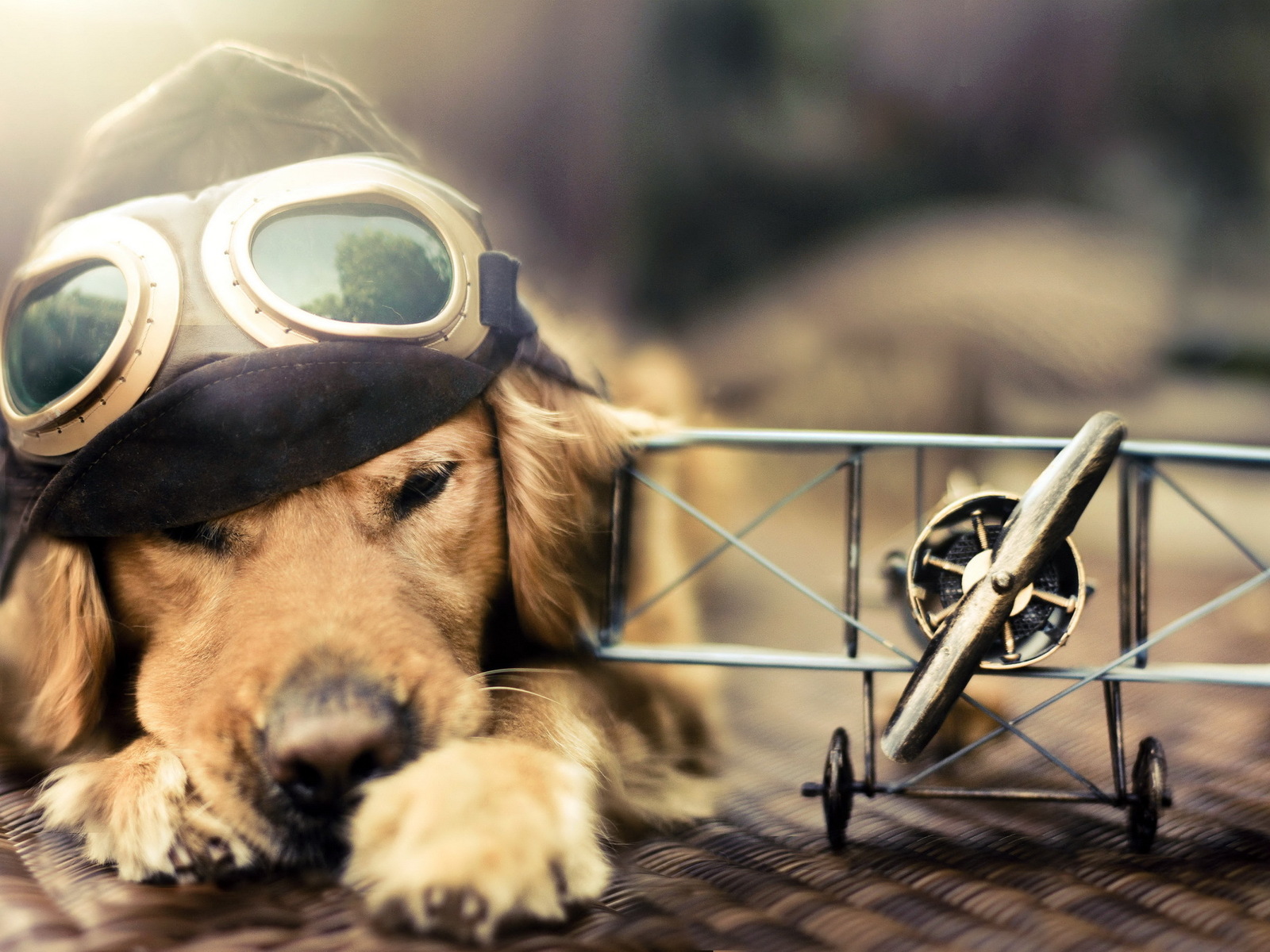 Mobile Desktop Background Funny Images Of Dogs Download