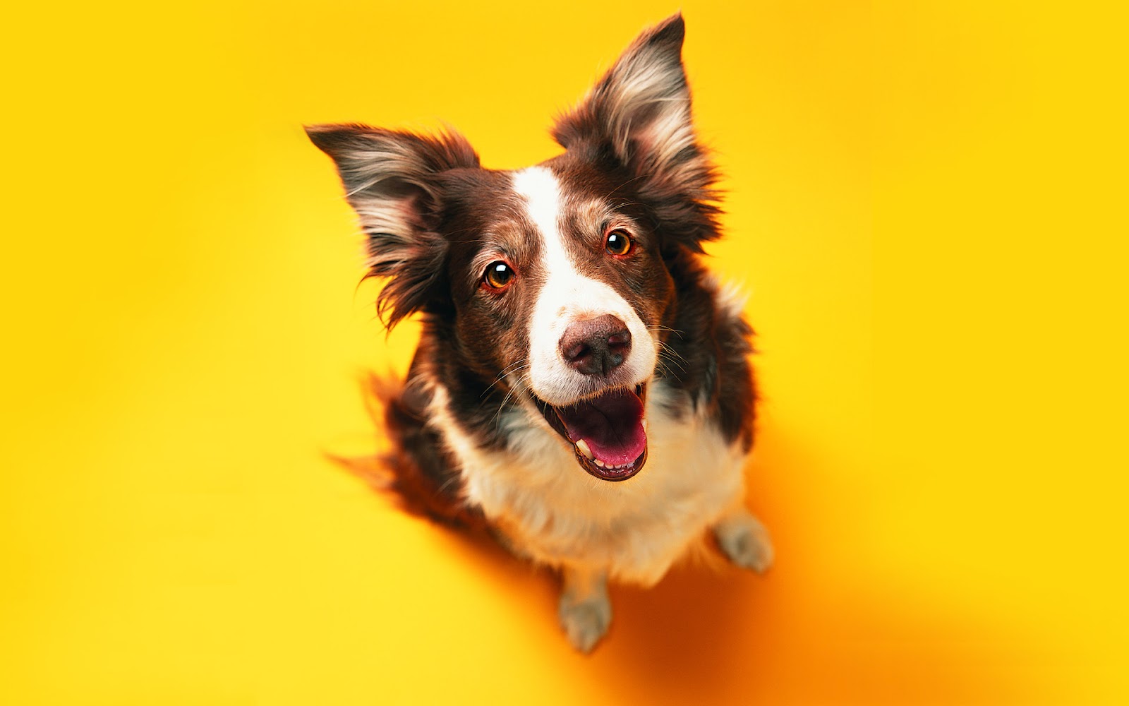 mobile desktop background funny looking dog pics download