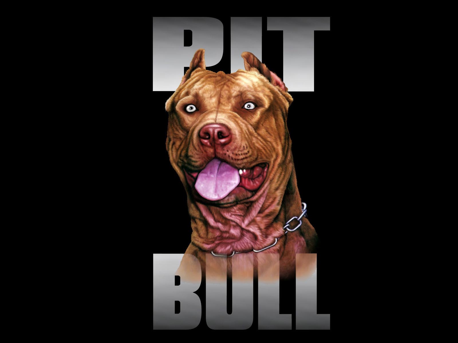 mobile desktop background funny pictures of pitbull dogs download