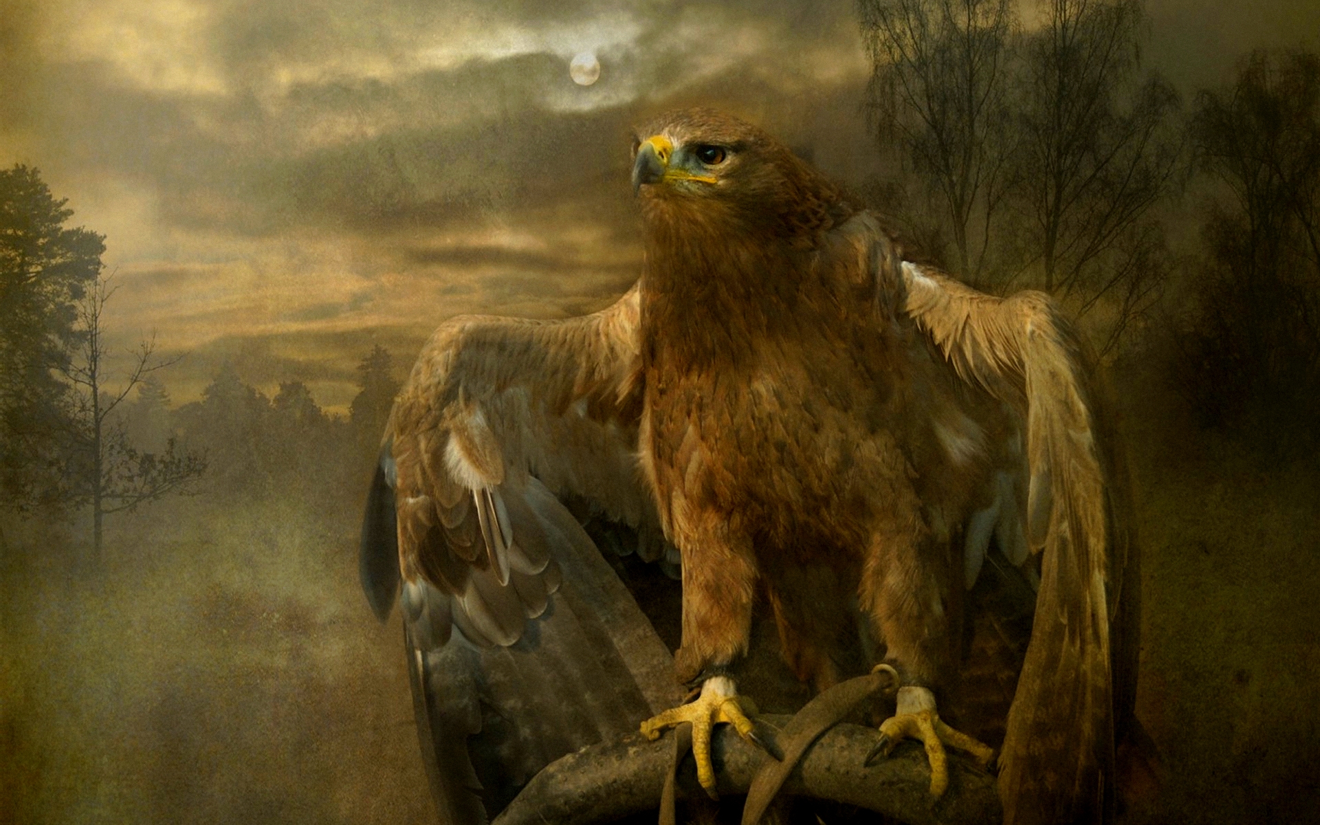 mobile desktop background german eagle images