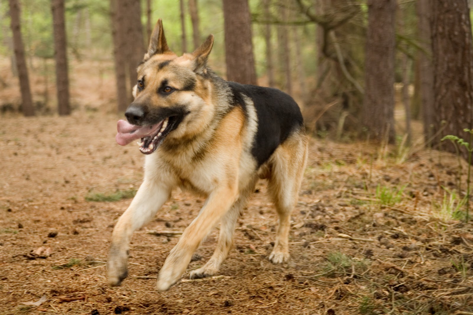 Mobile Desktop Background German Shepherd Dogs Pics Download