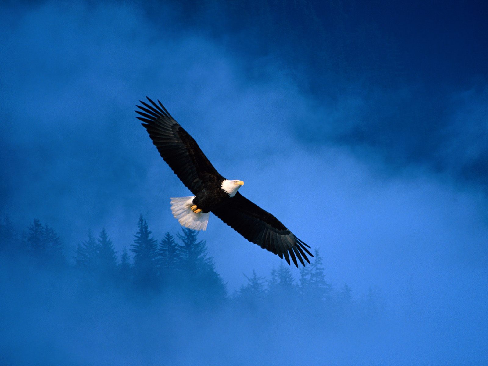 Mobile Desktop Background Golden Eagle Bird Images Wallpaper