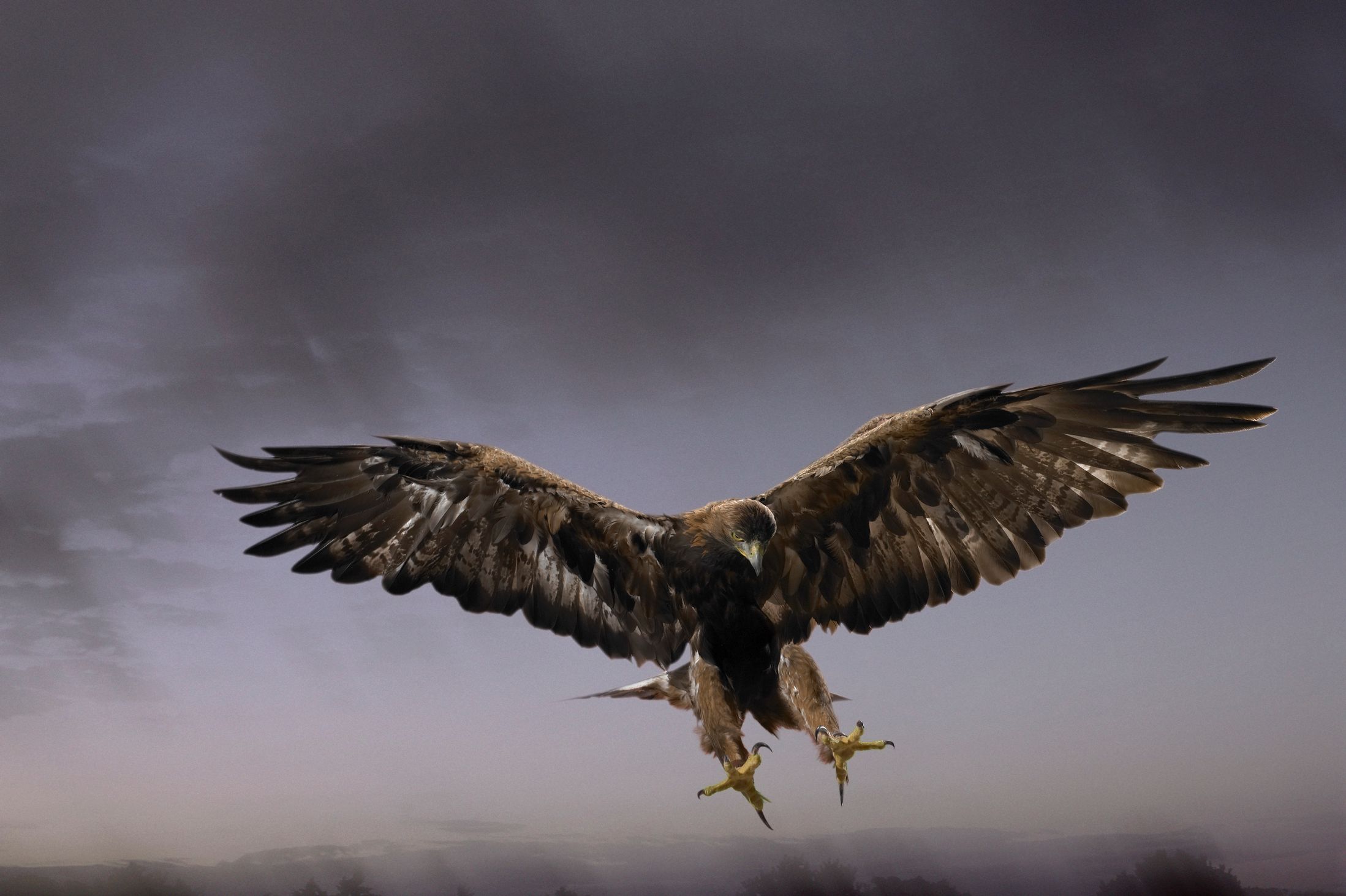 mobile desktop background golden eagle bird pics