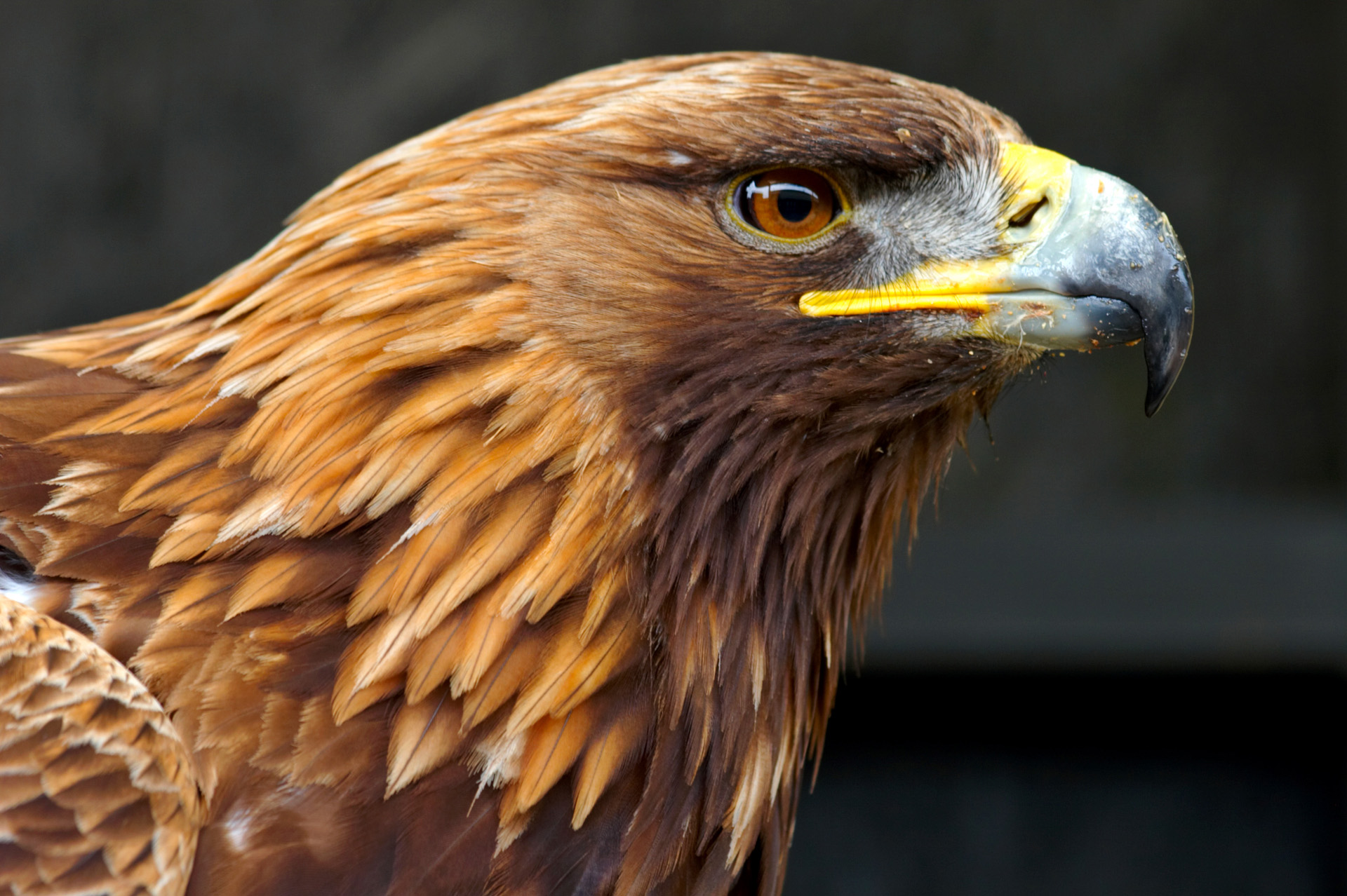 mobile desktop background golden eagle photos golden eagle images