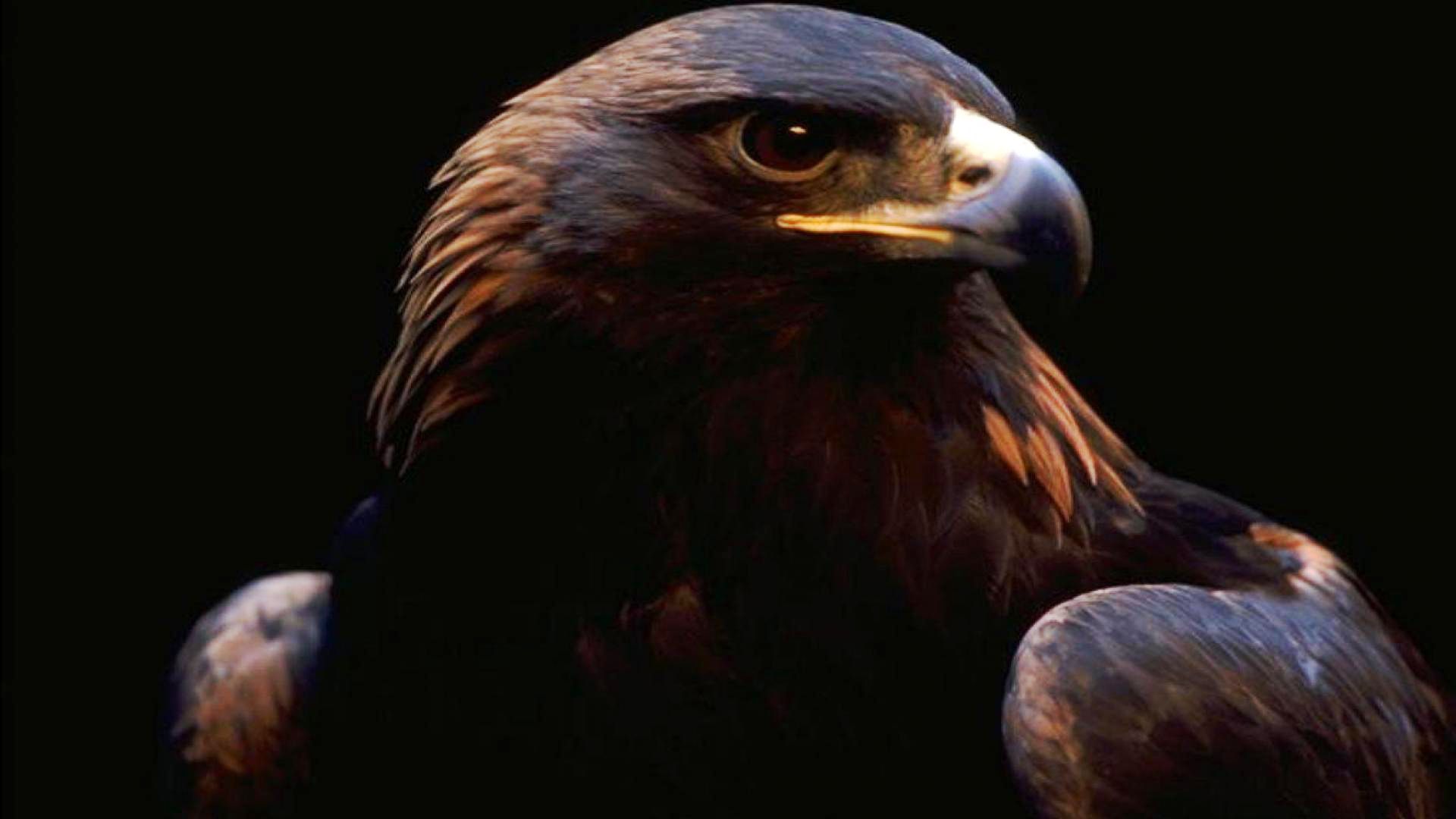 mobile desktop background golden eagle pics free download