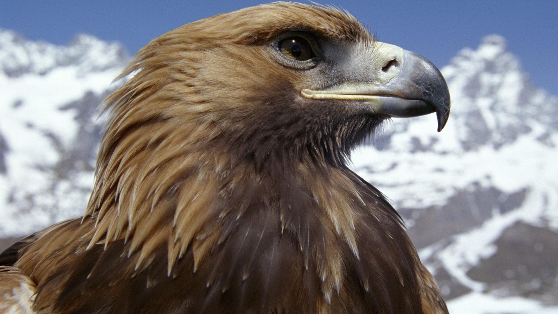 mobile desktop background golden eagle pictures free