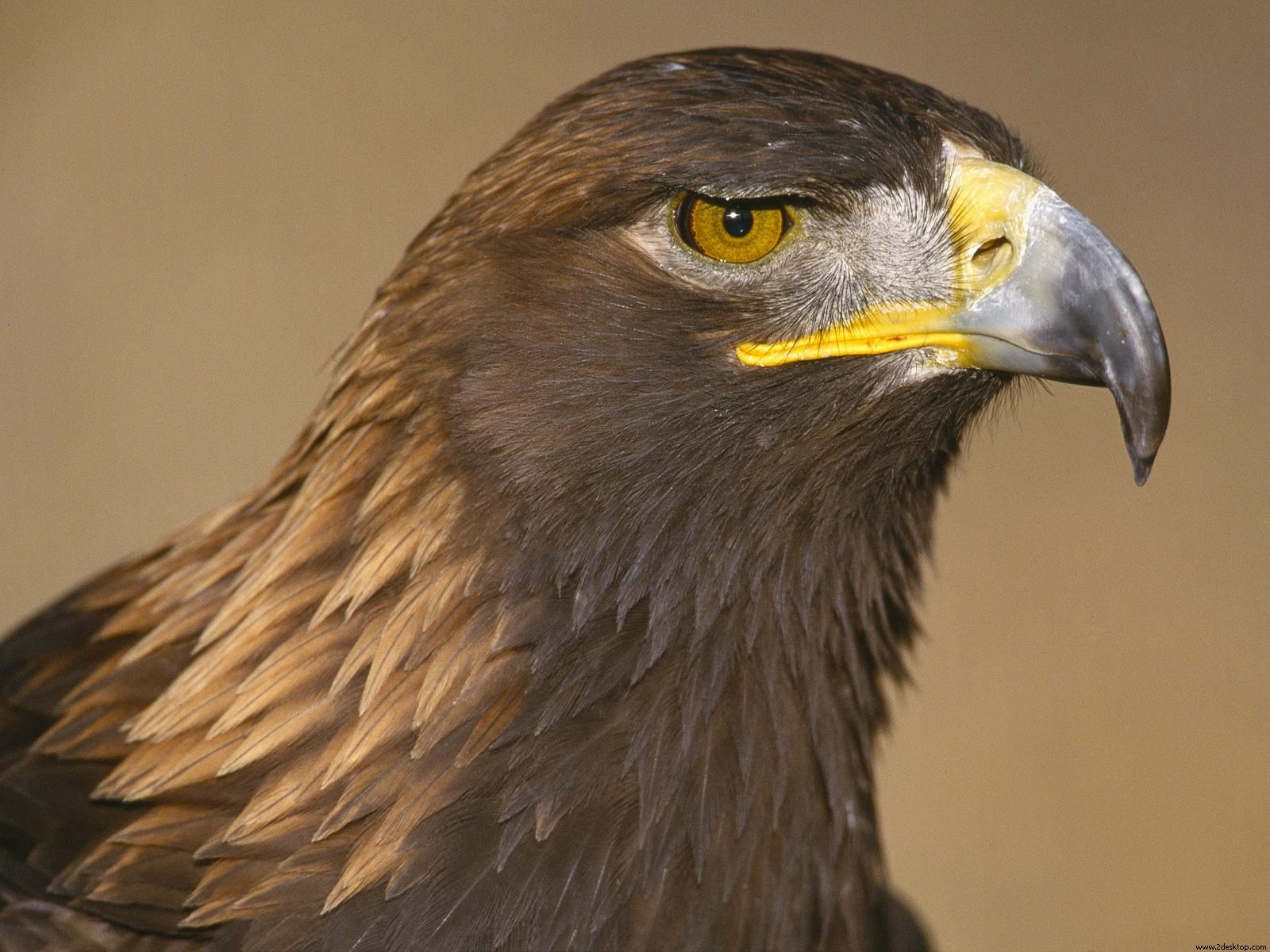 mobile desktop background golden eagles photos