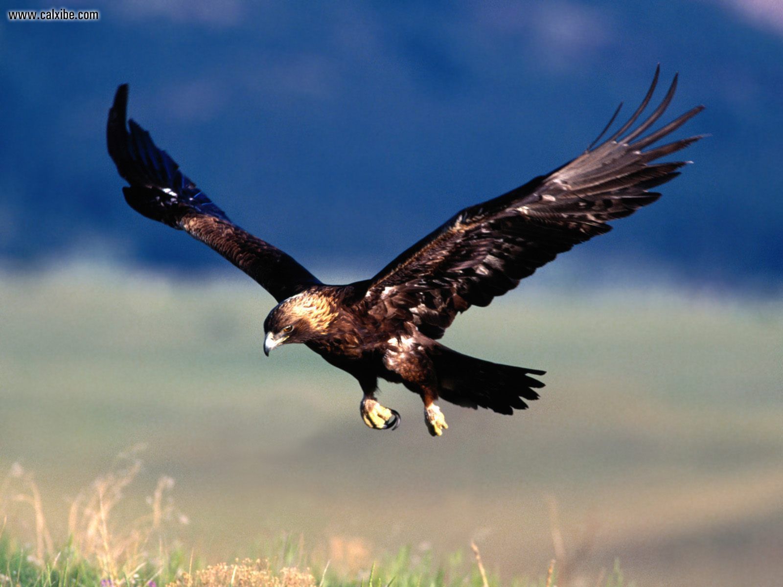 mobile desktop background golden eagles pictures