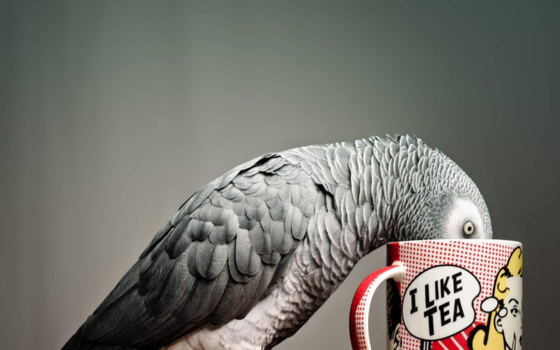 mobile desktop background gray parrot pictures