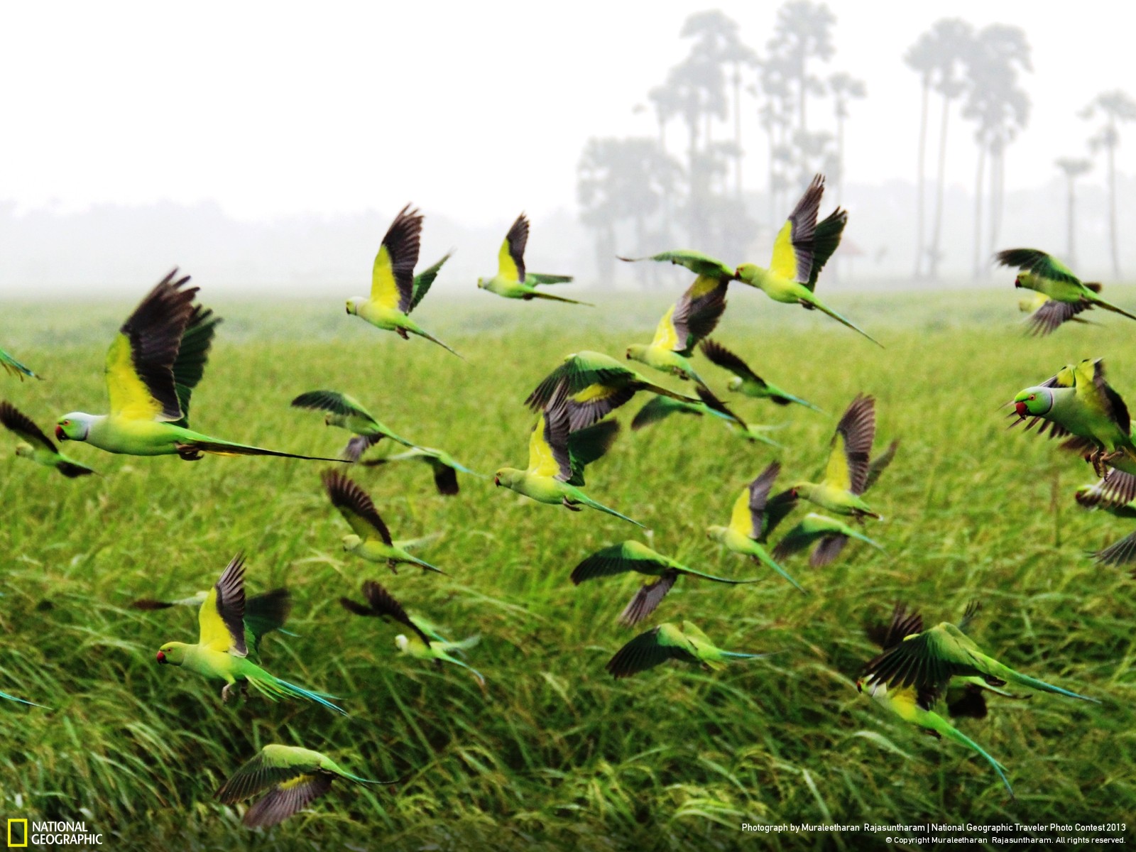 Mobile Desktop Background Green Parrot Bird Images Download