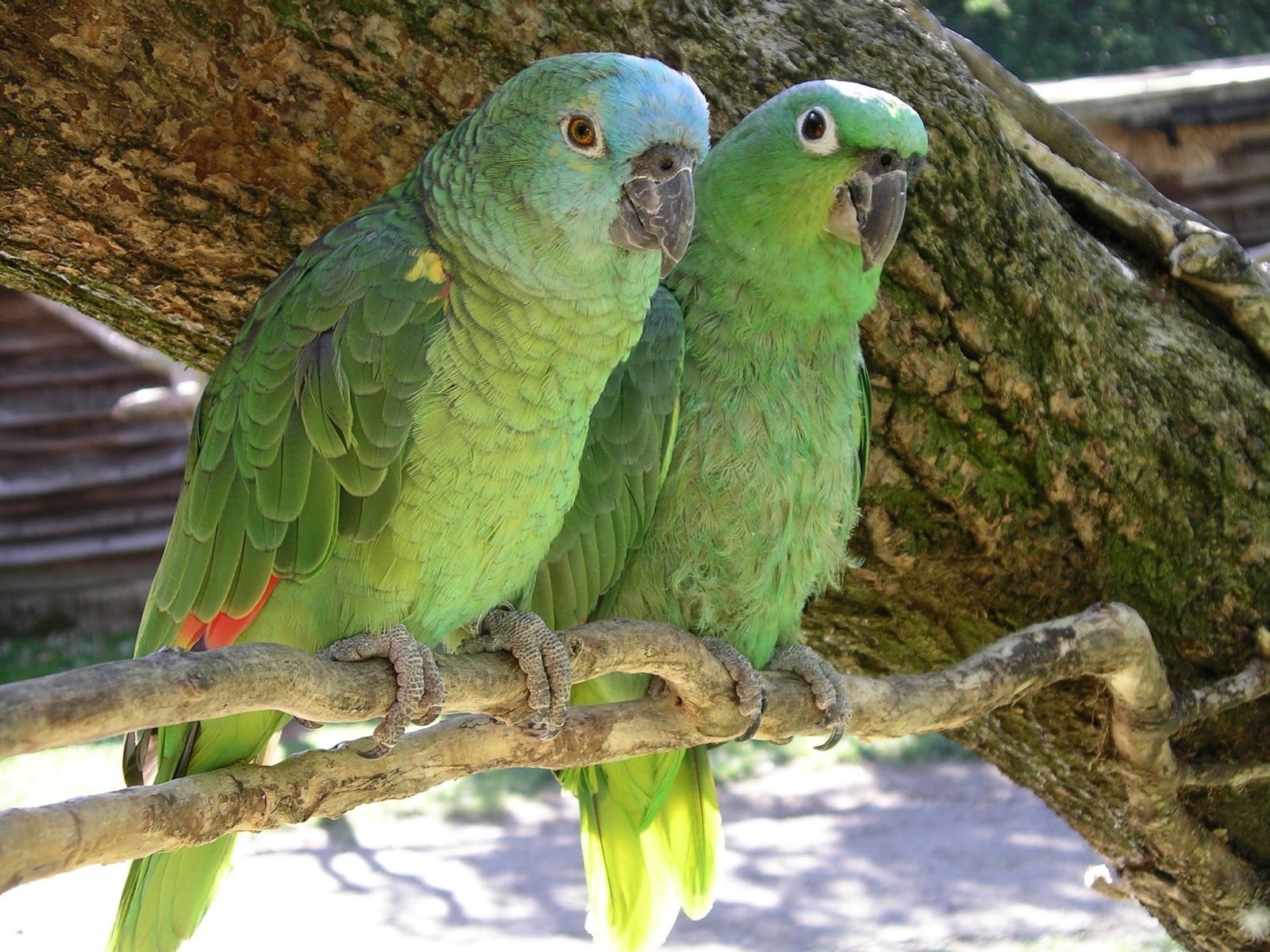Mobile Desktop Background Green Parrot Bird Pics
