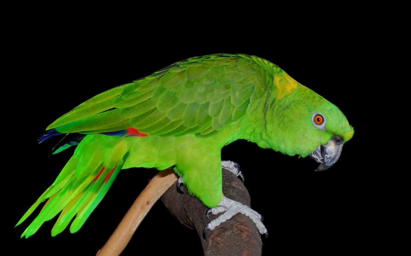 Mobile Desktop Background Green Parrot Bird Pictures
