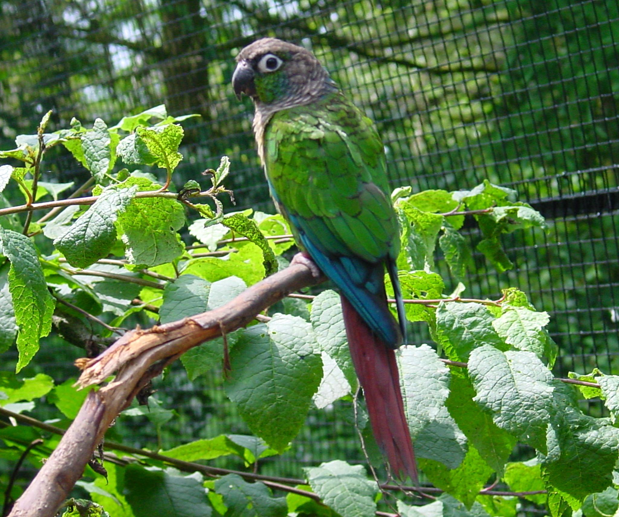 Mobile Desktop Background Green Parrot Images