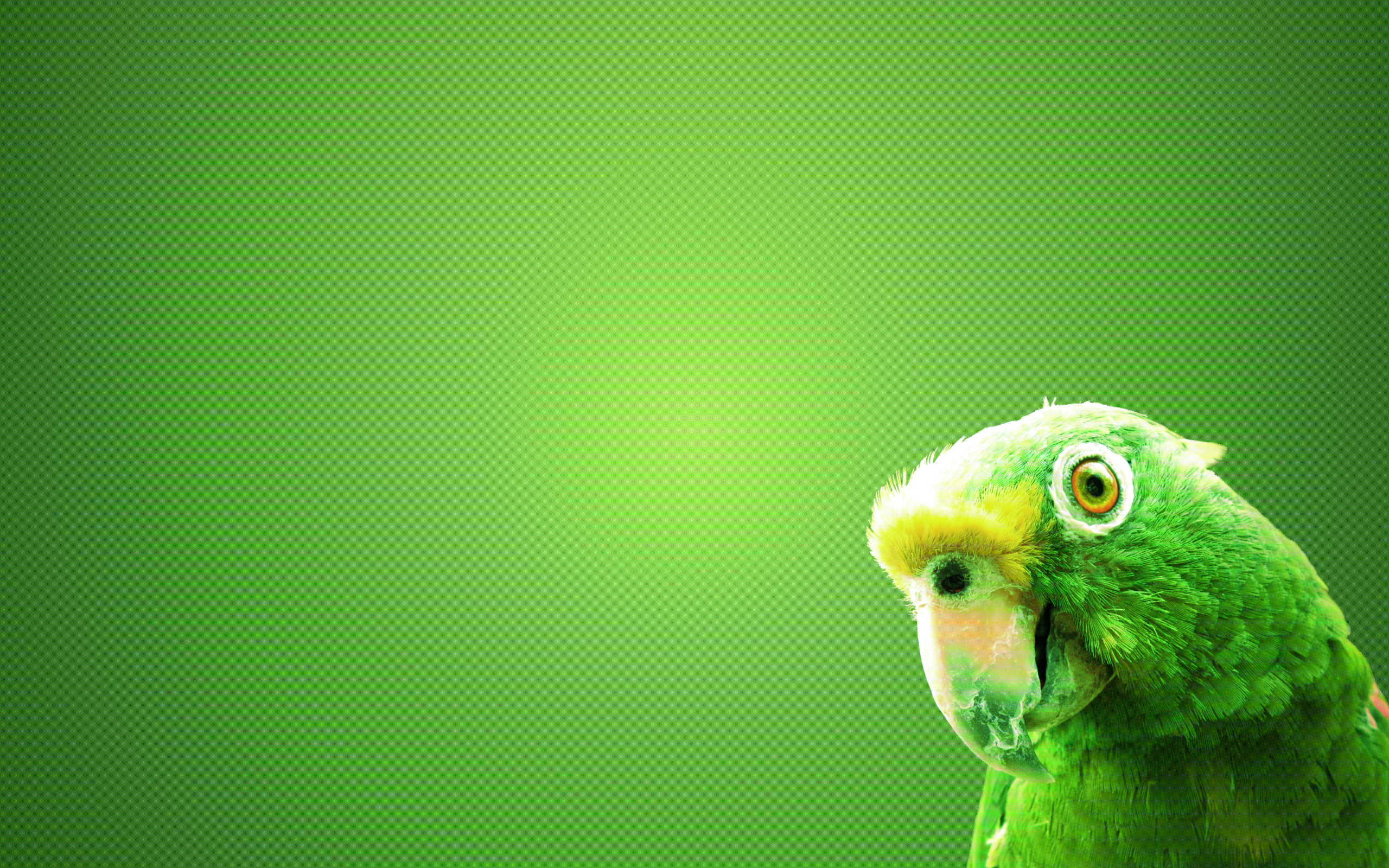 Mobile Desktop Background Green Parrot Pictures