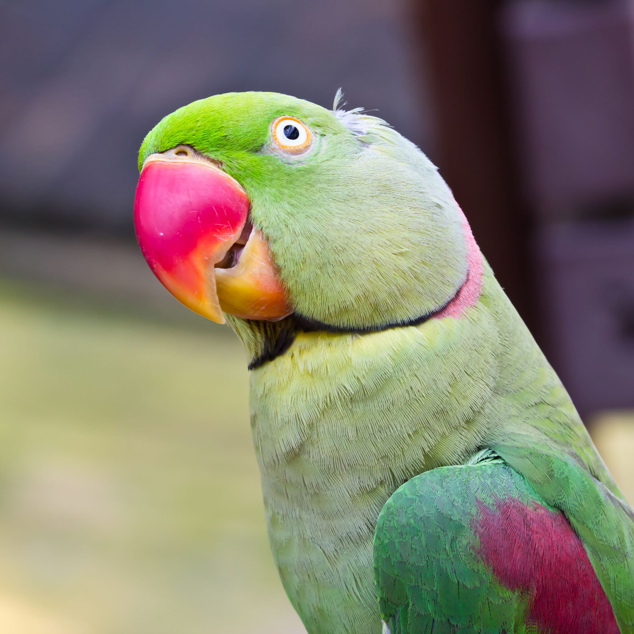 mobile desktop background green parrots pictures