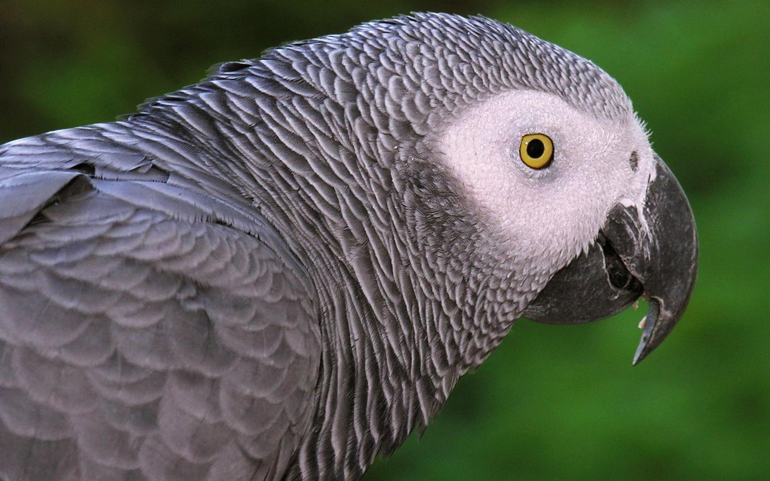mobile desktop background grey parrot pics download