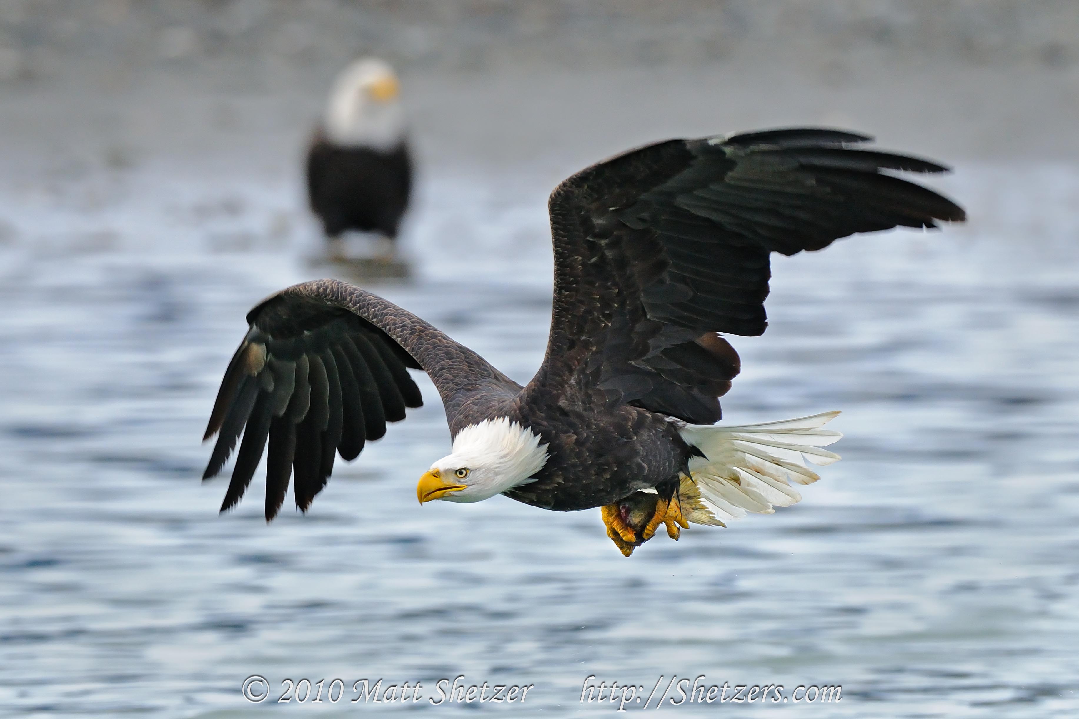 Mobile Desktop Background Hd A Picture Of A Bald Eagle
