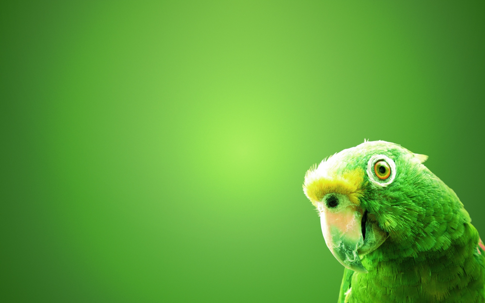 Mobile Desktop Background Hd All Parrot Pictures