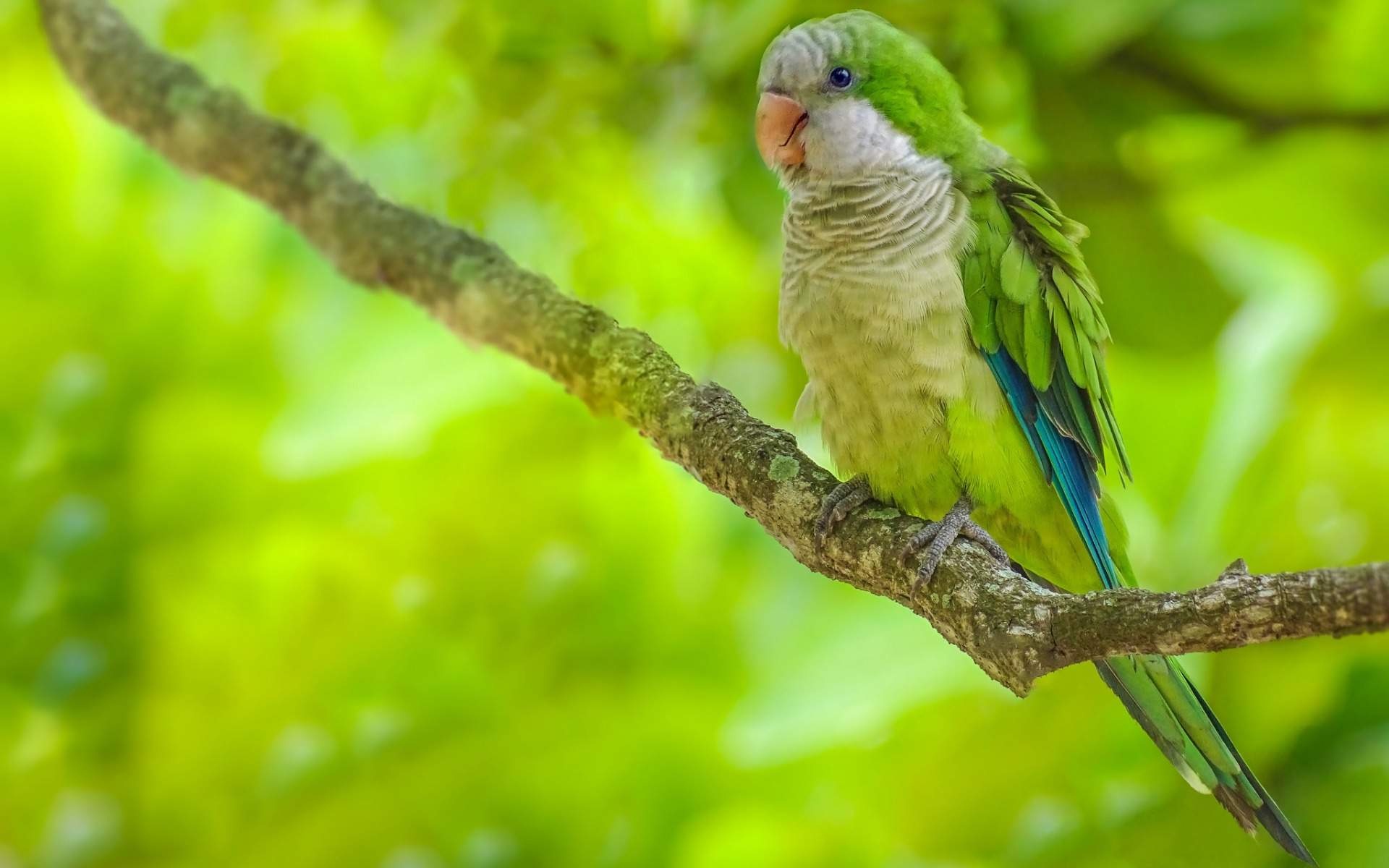 mobile desktop background hd all parrots pictures
