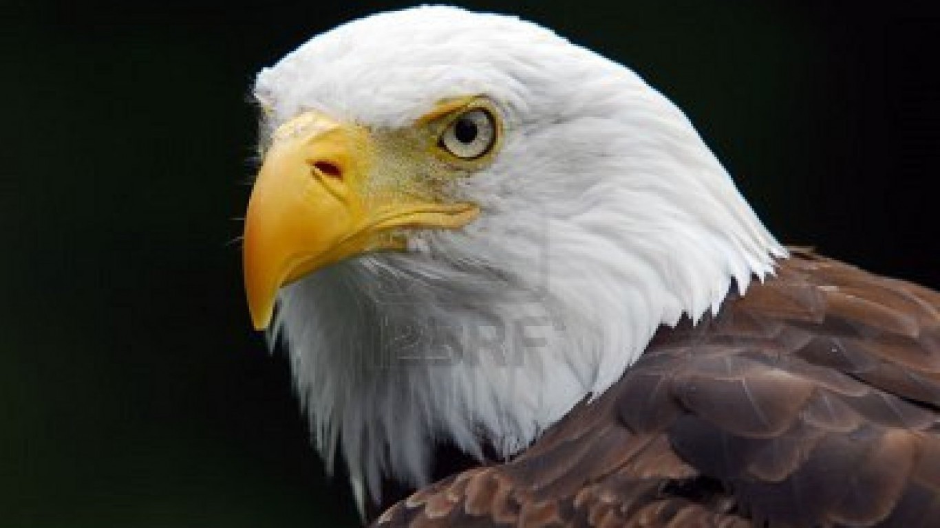 mobile desktop background hd american eagles pictures