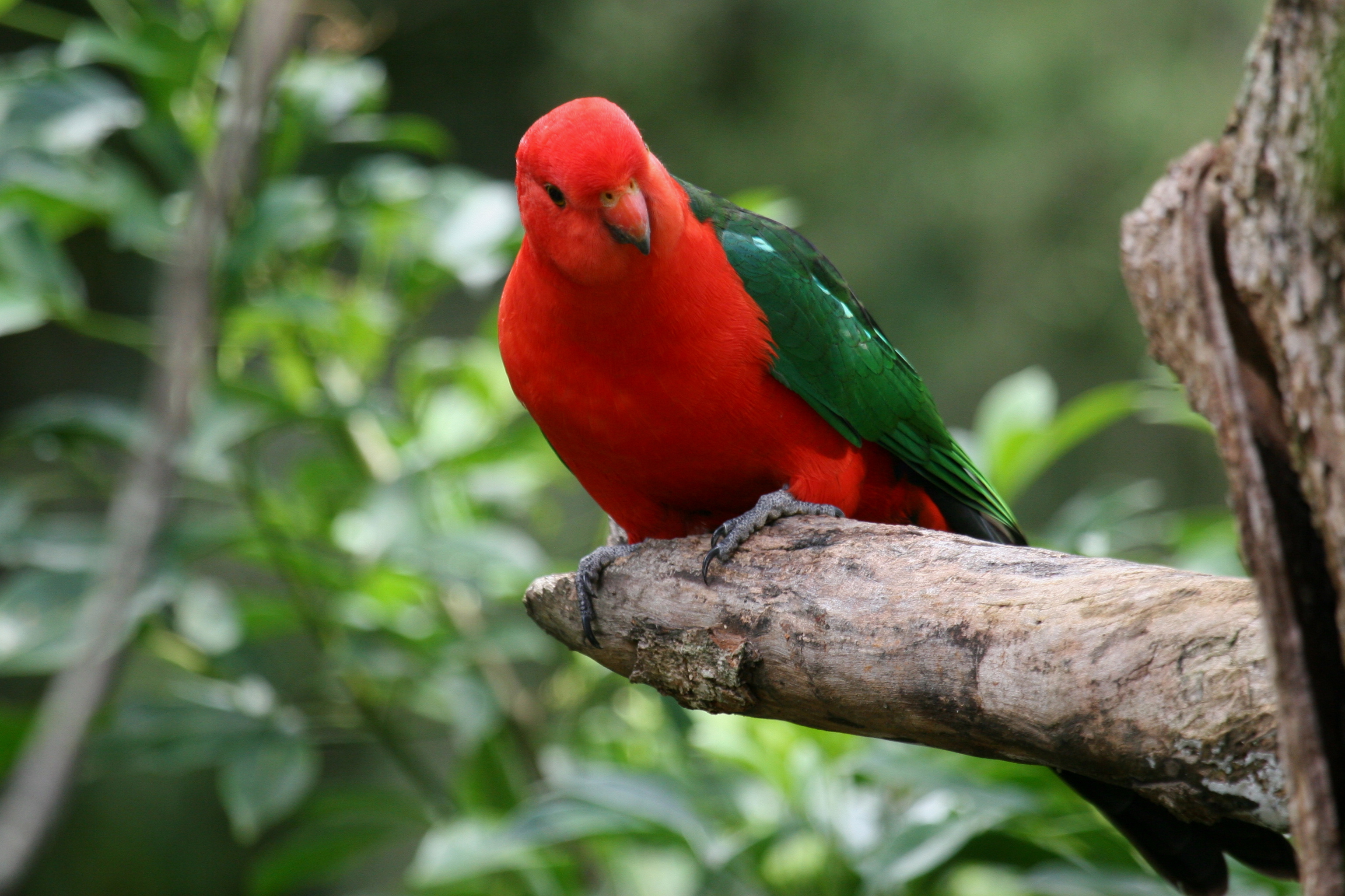 mobile desktop background hd australian king parrot pictures