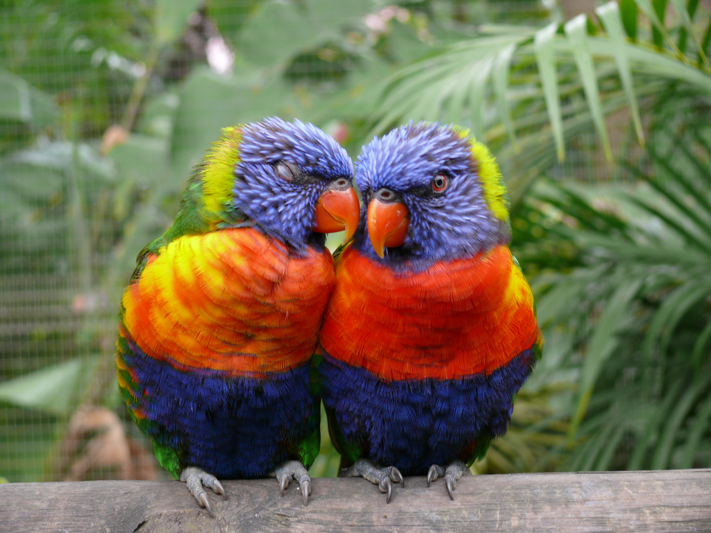 Mobile Desktop Background Hd Australian Parrot Pics