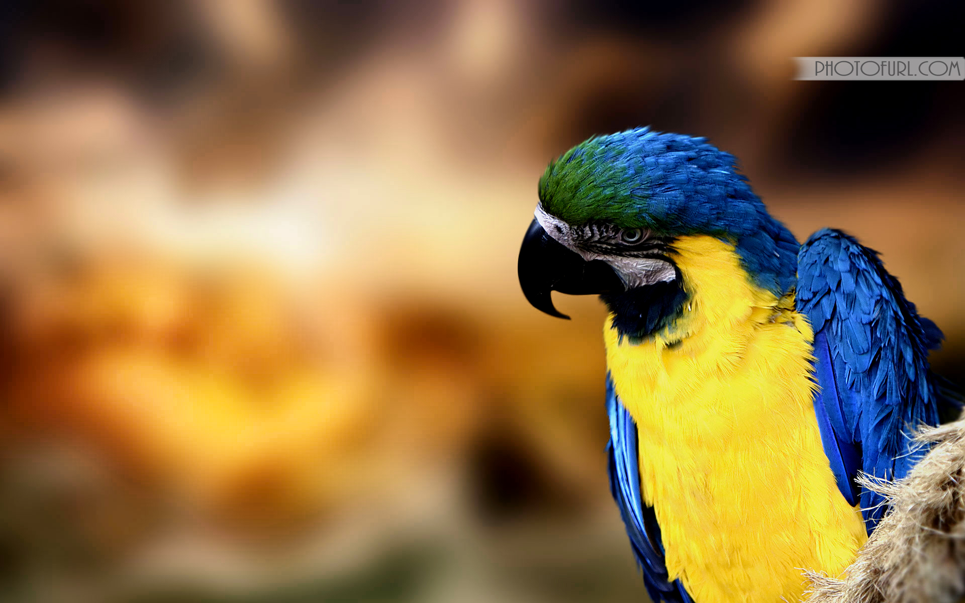 Mobile Desktop Background Hd Australian Parrot Pictures