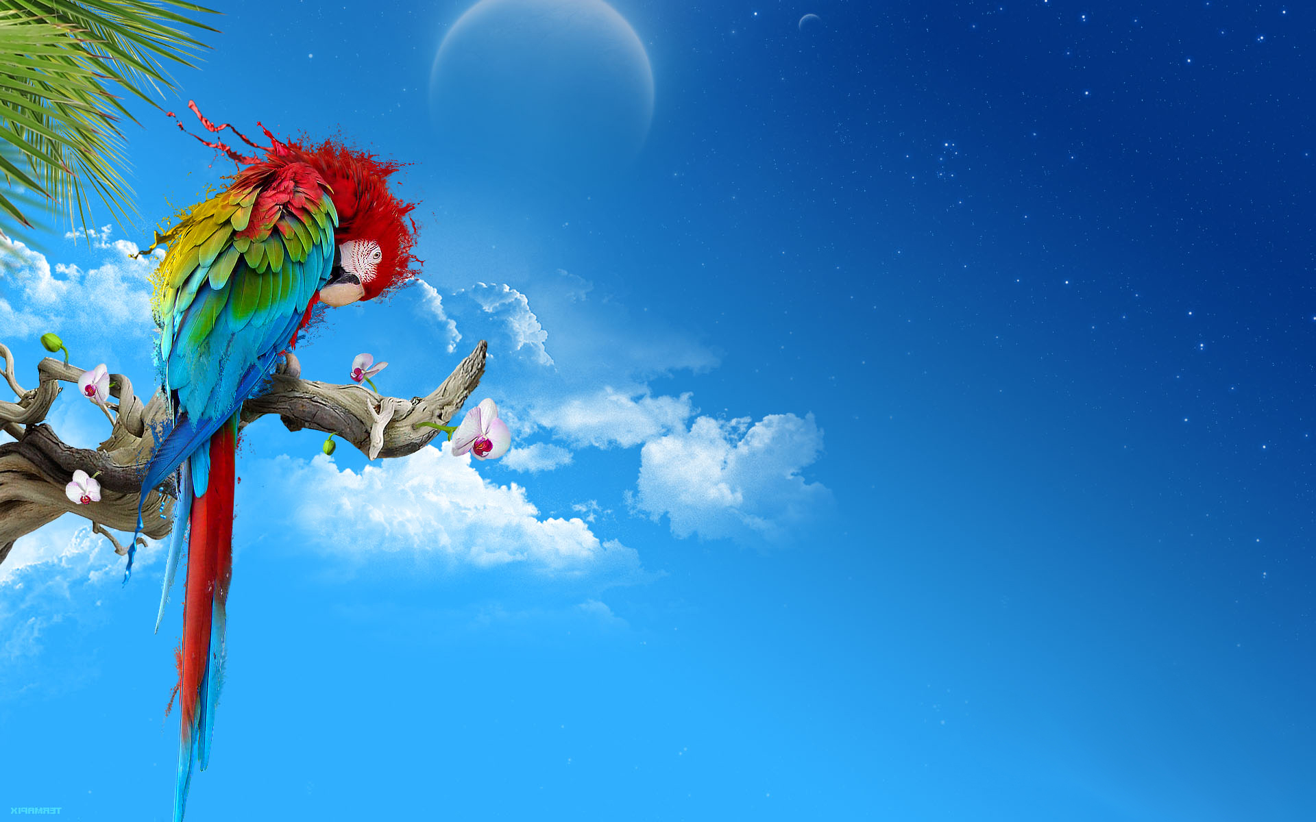 mobile desktop background hd australian parrots photos