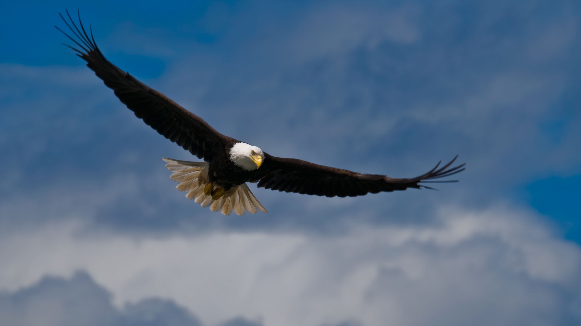 Mobile Desktop Background Hd Bald Eagle Images In Flight