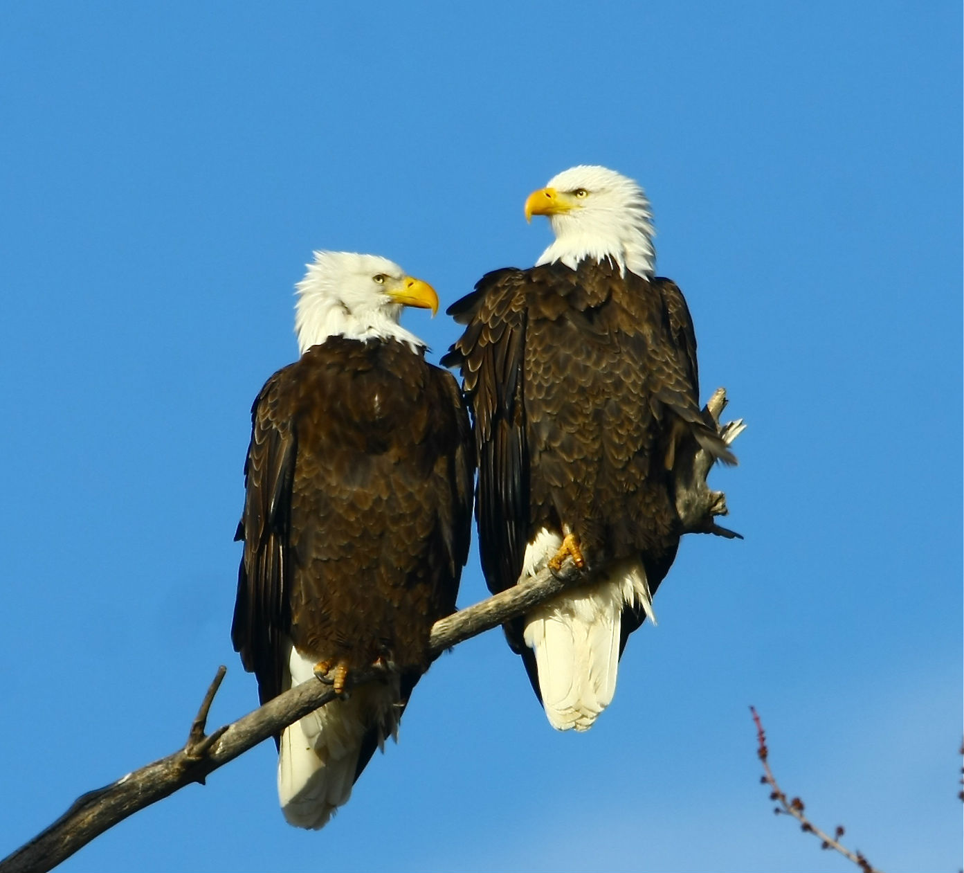 Mobile Desktop Background Hd Bald Eagles Facts And Pictures