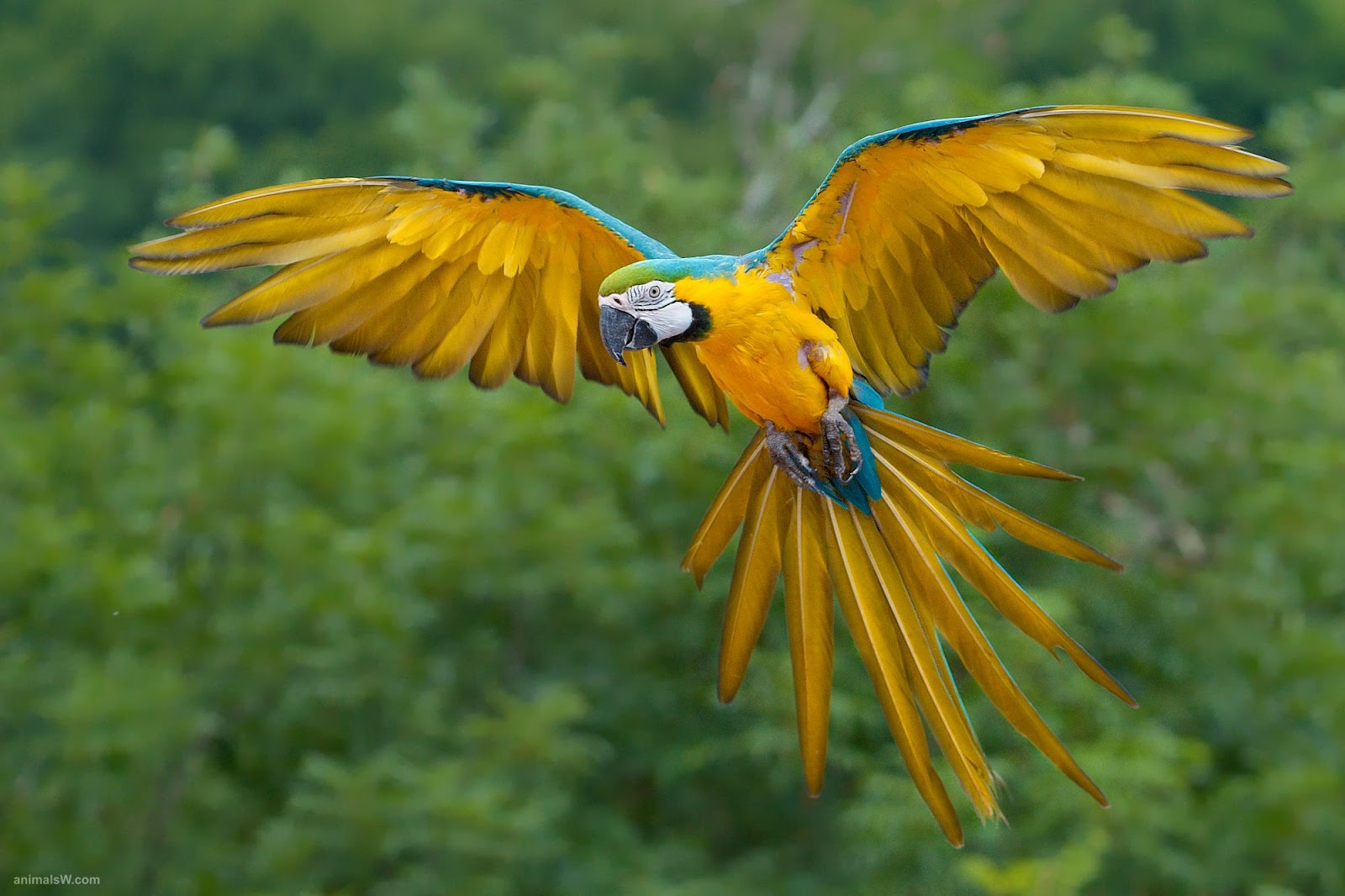 mobile desktop background hd beautiful australian parrots pictures