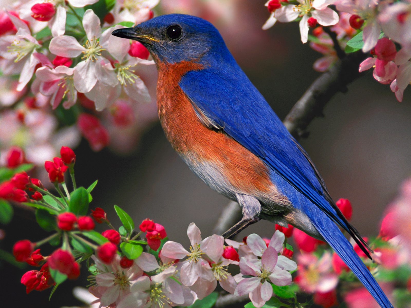mobile desktop background hd beautiful bird photos